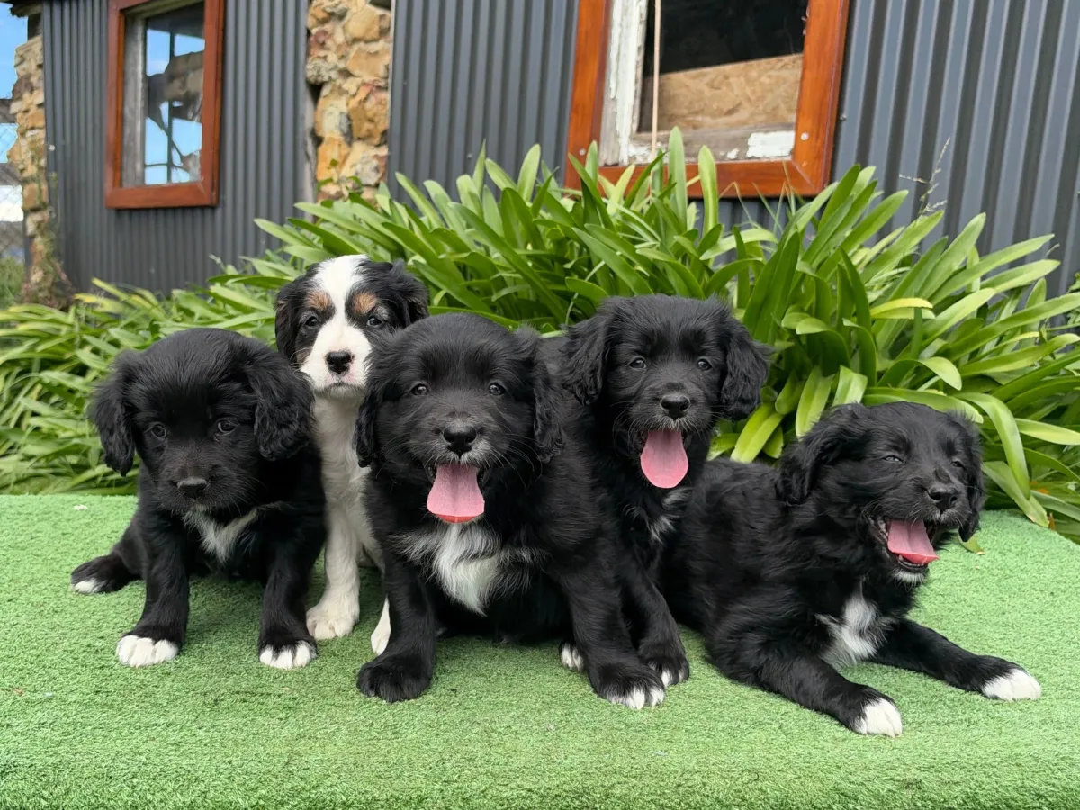 Koda & Phoenix's