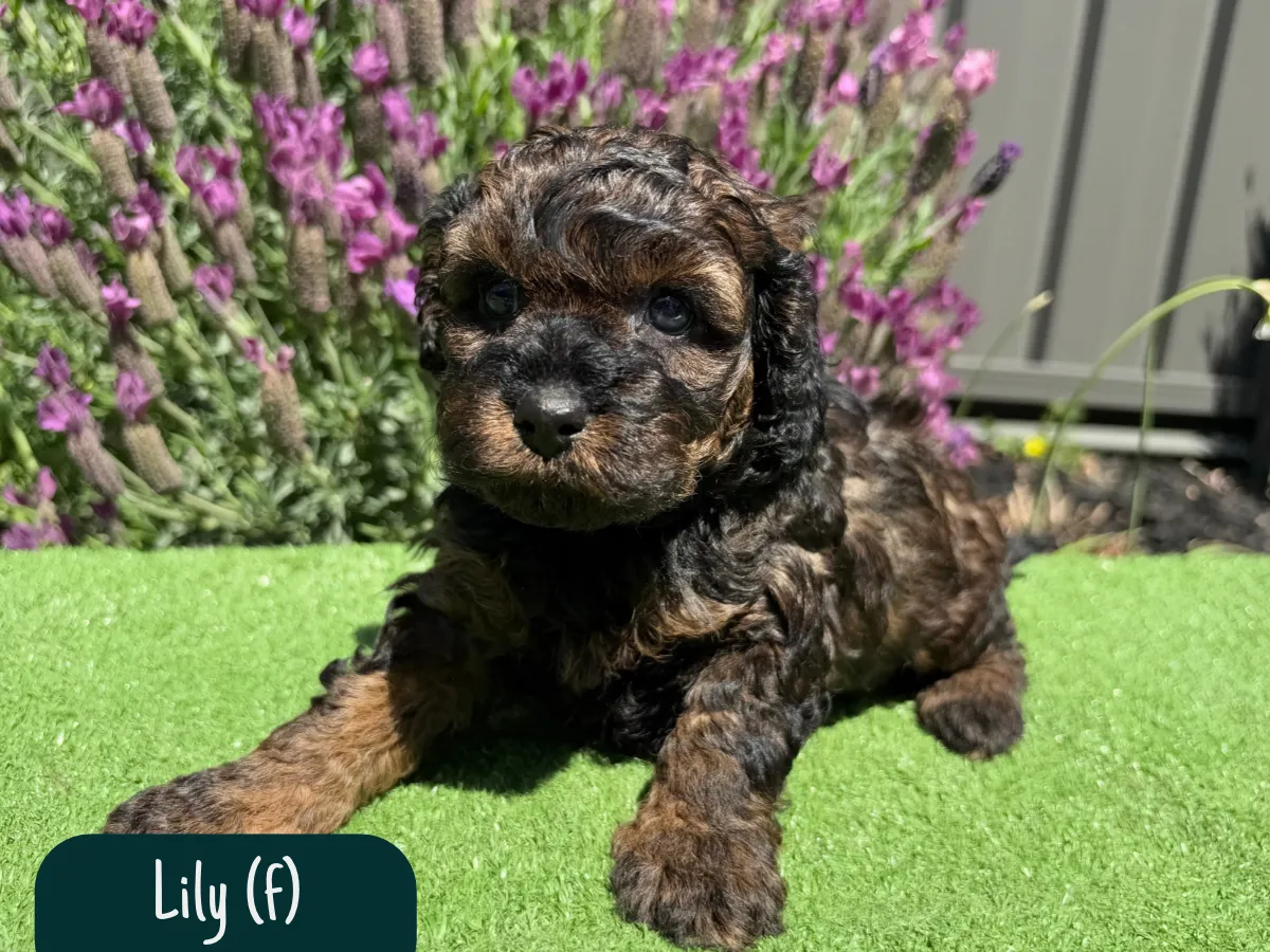 cavoodle-puppies-melbourne