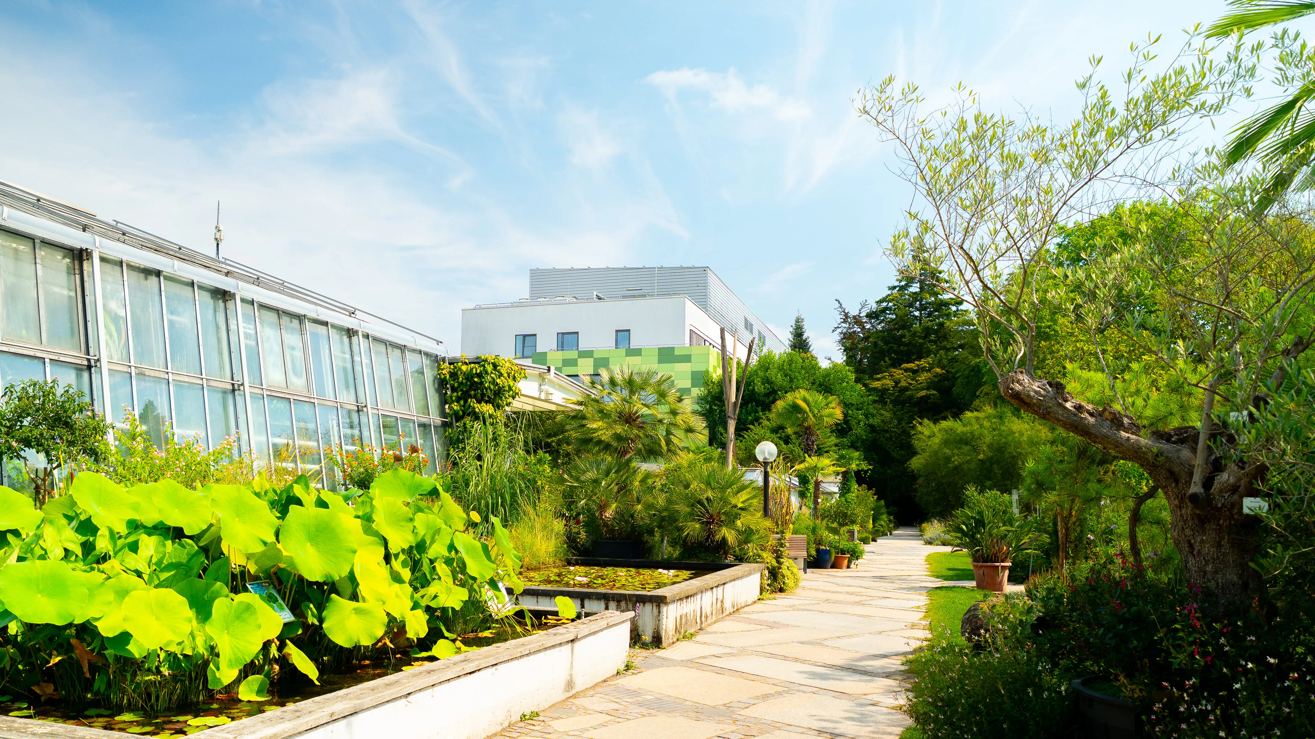 Sunlit botanical garden path beside rectangular plant ponds with large green leaves and a greenhouse building under a blue sky.