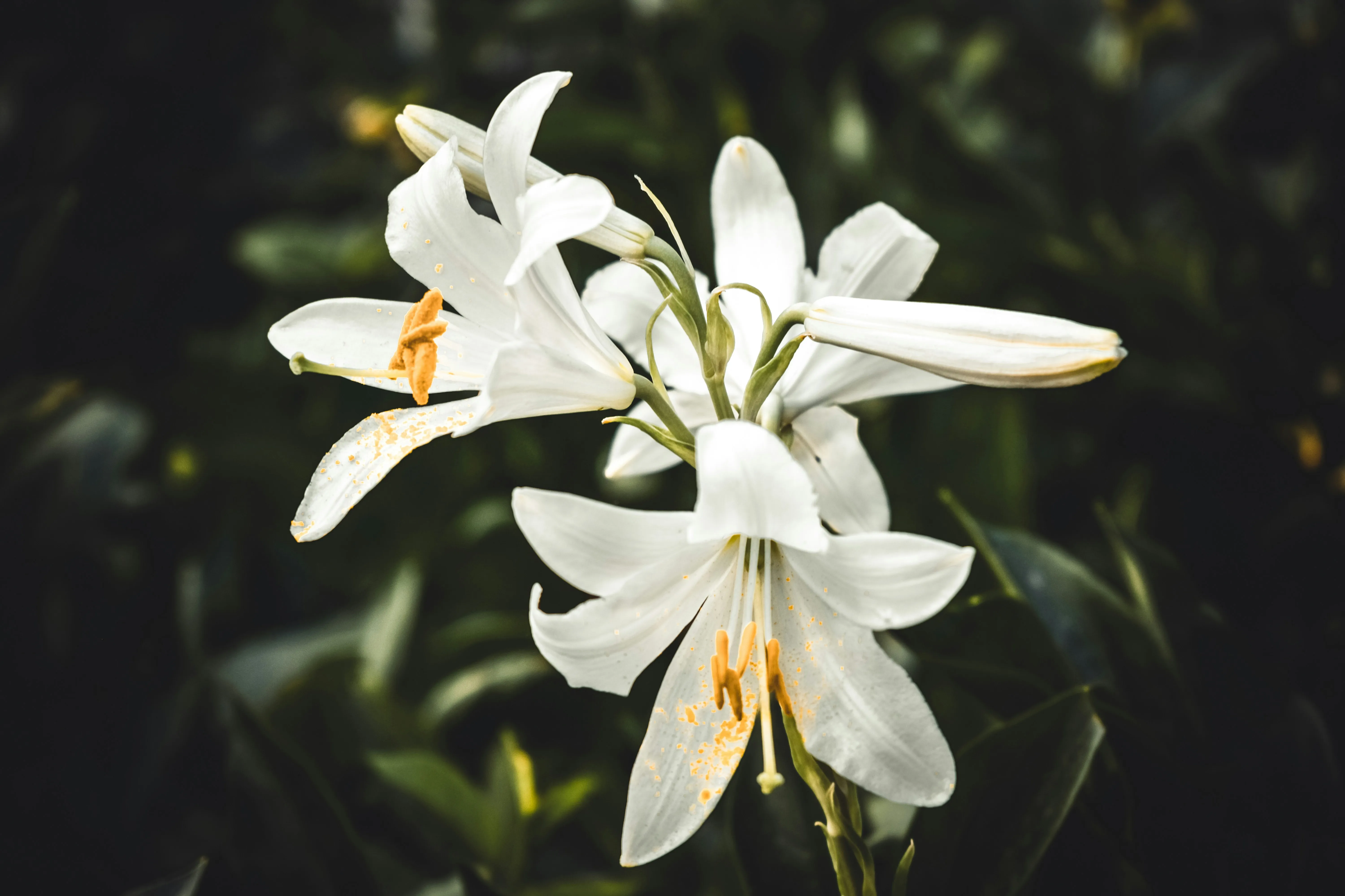 Don't Despise the Lily Work