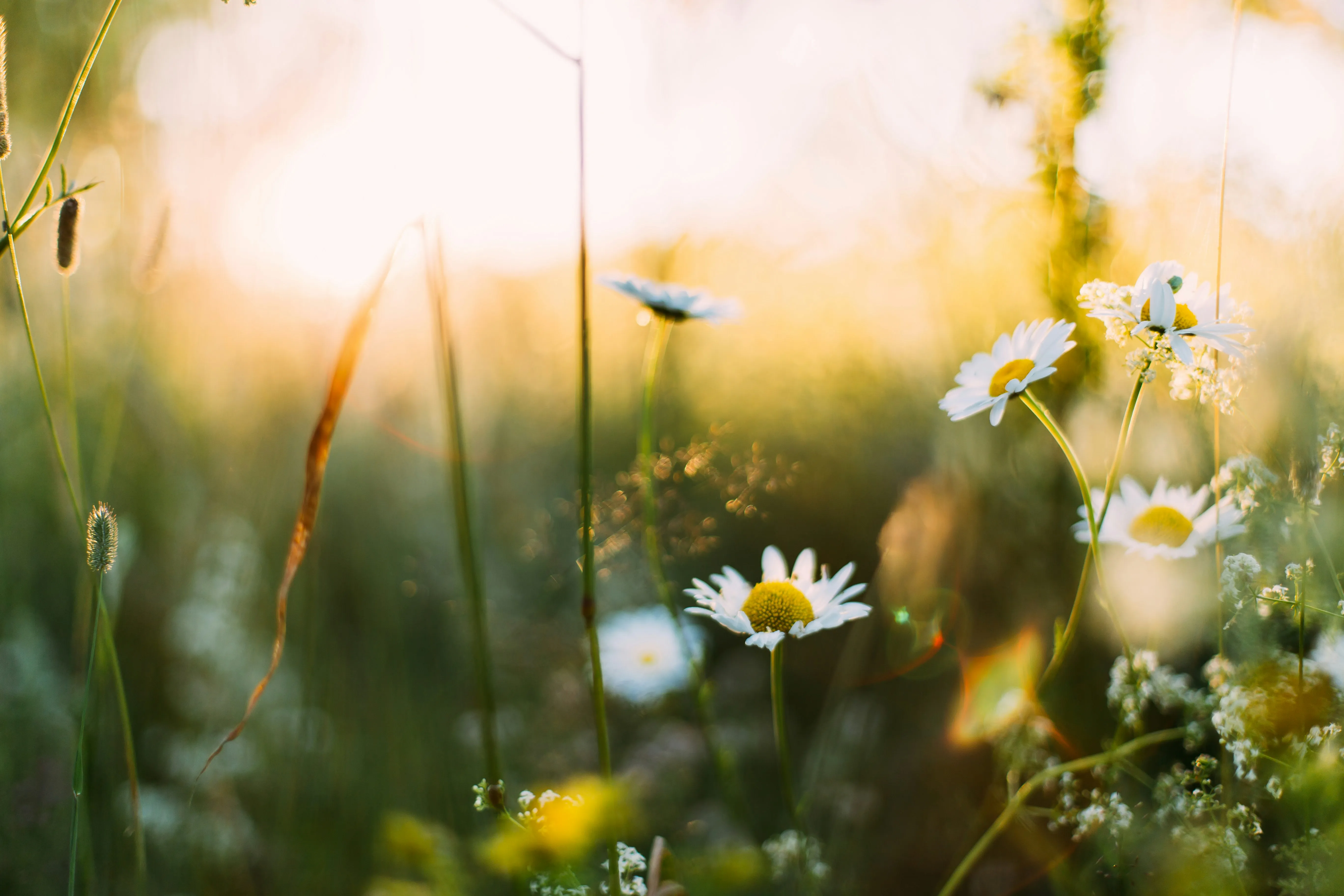 Receive the In-Between Story of Spring