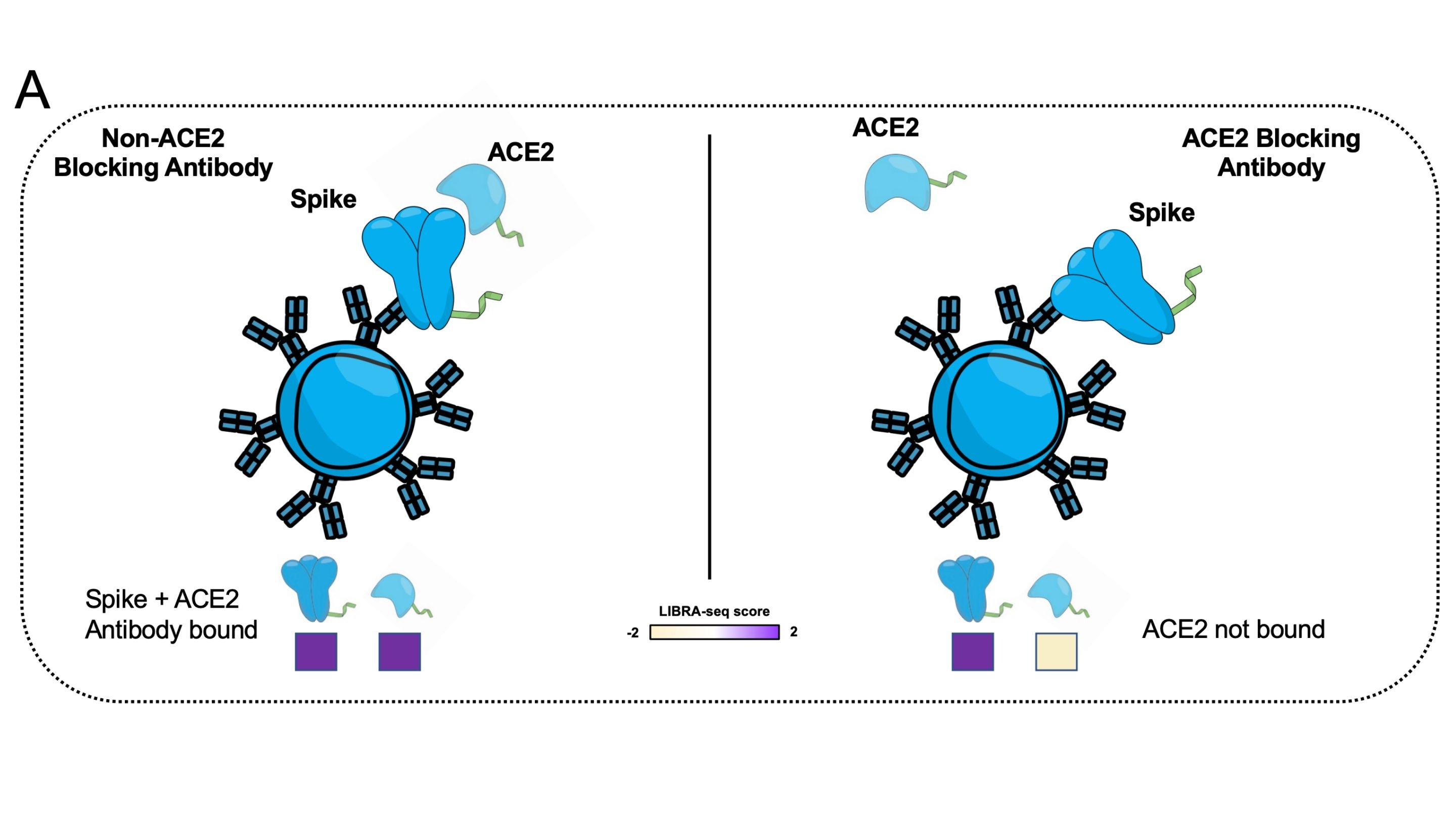 A schematic view of the new version of LIBRA-seq with ligand blocking