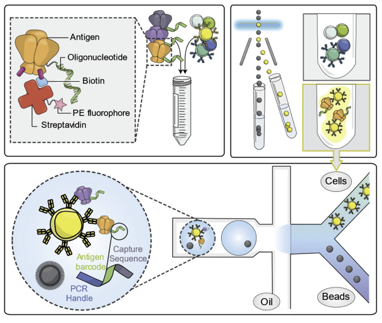 Schematic diagram of LIBRA-seq