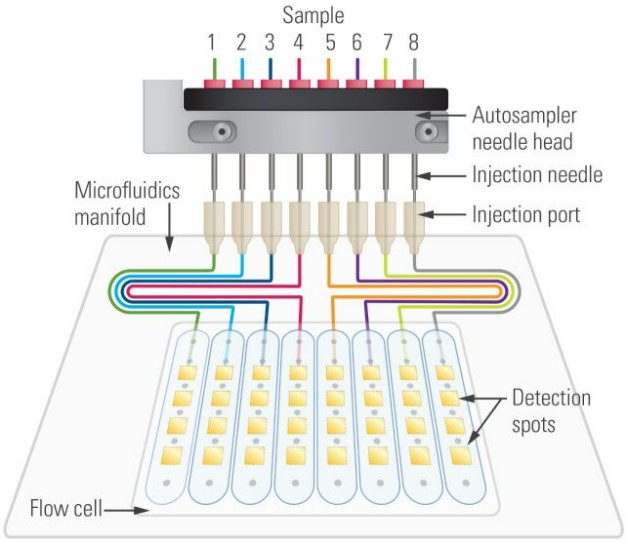 Illustation of Surface Plasmon resonance imaging (SPRi) detection technology