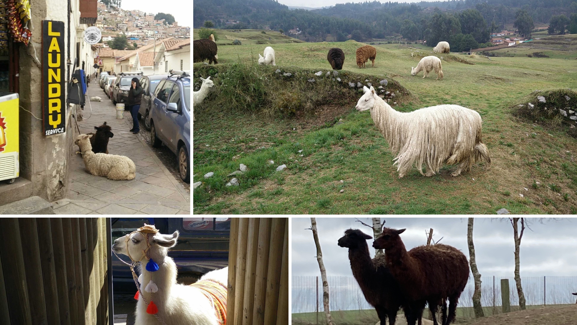 A collage of alpacas and llamas in city and nature