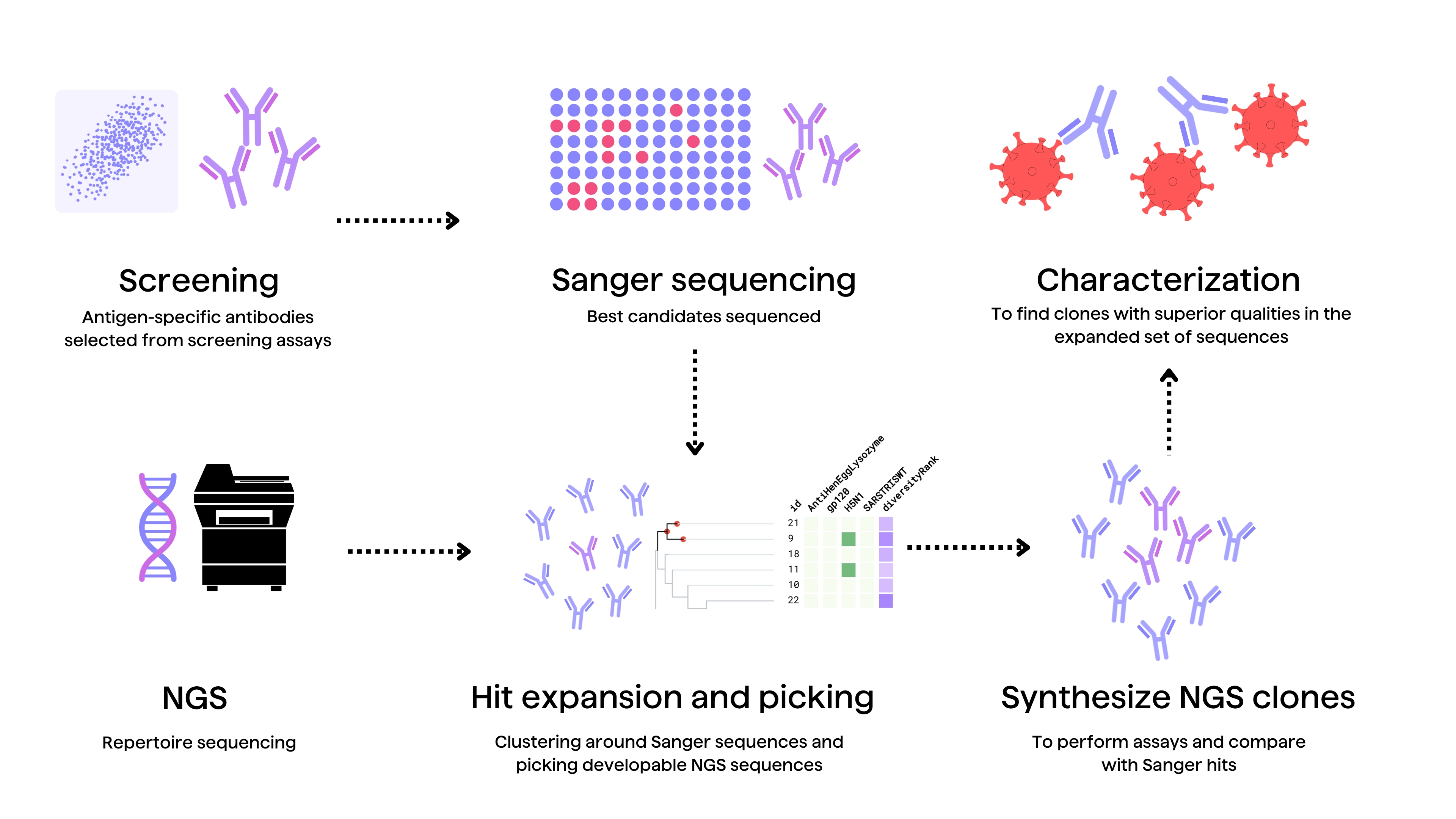 Diagram detailing an antibody hit expansion strategy where screened and characterized antibodies are used to mine antibody NGS data to identify antibody clones with better properties and developability profiles.