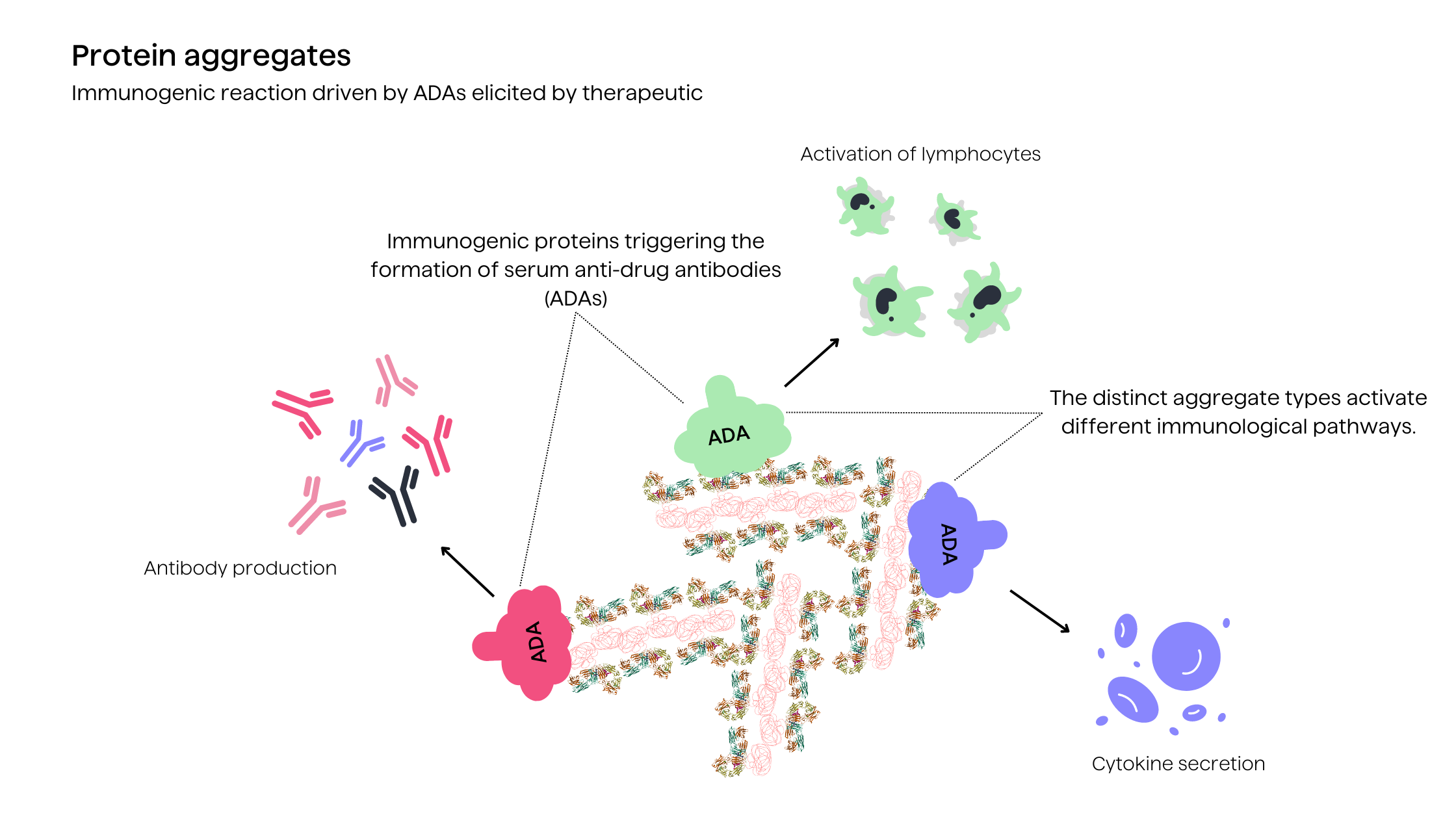 Illustration of an immunogenic reaction driven by anti-drug antibodies (ADAs) due to protein aggregation