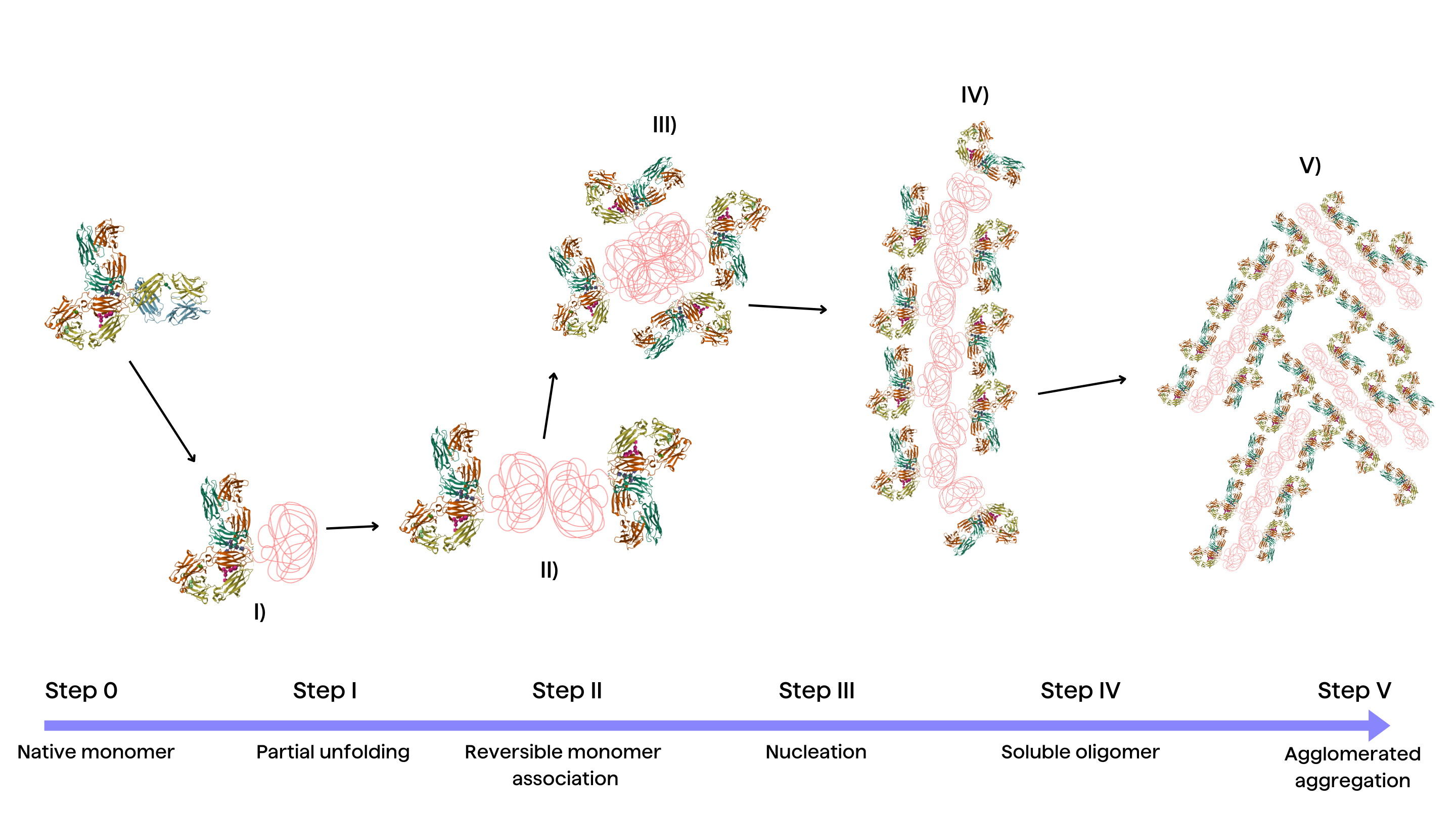 An illustration of steps involved in protein aggregation of a native monomer (IgG antibody): Step 1. Partial unfolding, Step 2. Reversible monomer association, Step 3. Nucleation, Step 4. Soluble oligomer, Step 5. Agglomerated aggregation.