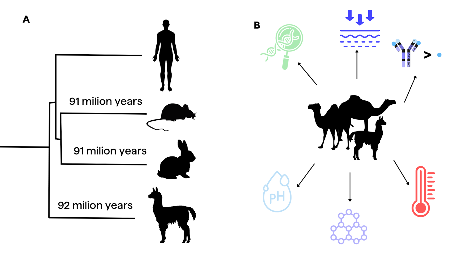 Phylogenetic tree showcasing the evolutionary origins and distance between human, alpaca, rabbit and mouse , and visualization of main advantages of HCAbs as the small size, stable under temperature and chemical conditions, deep tissue penetration, recognition of distinct epitopes, and simple manufacturing.‍