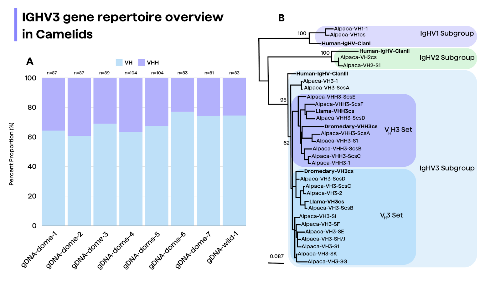 A. Bar chart displaying the proportion of VHH and VH genes in eight Bactrian camels, with sample sizes ranging from 81 to 104 detected genes. The percentage of VHH genes ranges from approximately 21.69% to 37.93%, averaging at 29.78%. The VH genes consistently occupy a larger proportion compared to VHH genes across all samples. B. Phylogenetic tree depicting the relationships among IGHV gene subgroups (IGHV1, IGHV2, IGHV3) in camelids. The tree shows that the IGHV3 subgroup contains both VHH and VH genes, unlike the IGHV1 and IGHV2 subgroups which exclusively contain VH genes. The IGHV3 subgroup is further divided into distinct subsets with varying bootstrap values (62, 95, 100) indicating confidence levels in the branching patterns