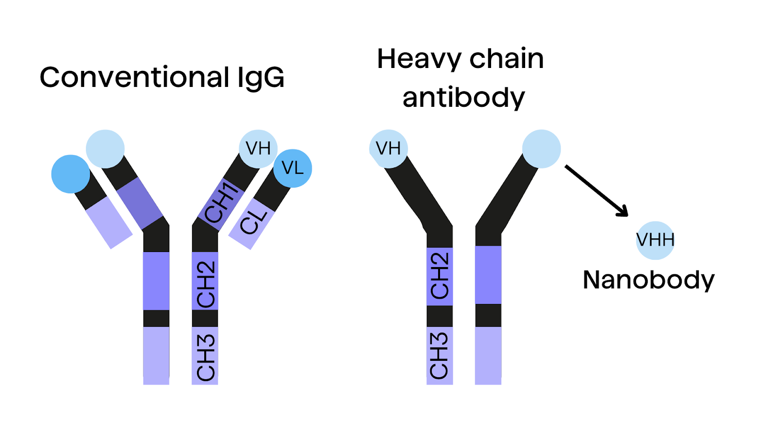 Comparison of immunoglobulin structure of different antibodies: conventional IgGs, heavy chain antibodies (HCAbs) and nanobodies (VHHs) from camelids. 