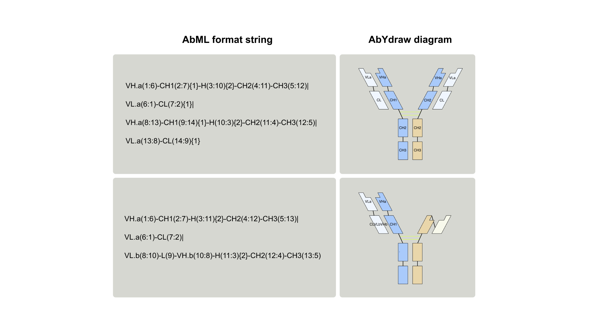 Comparison of AbML format strings and corresponding AbYdraw diagrams for two antibody structures. Top panel shows a standard IgG antibody with its AbML notation describing four chains (two heavy chains with VH, CH1, hinge, CH2, CH3 domains and two light chains with VL, CL domains), paired with a Y-shaped diagram showing blue variable domains (VHa, VLa) and tan constant domains (CL, CH1, CH2, CH3). Bottom panel shows an asymmetric bispecific antibody with an scFv fused to one arm, represented by a modified AbML string and corresponding diagram showing the additional VLb-VHb fusion attached to the Fc region
