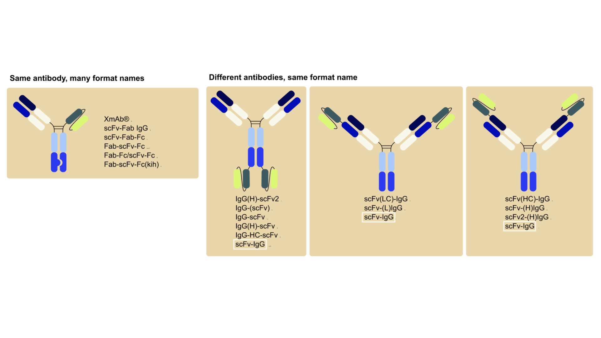 Illustration showing inconsistencies in antibody format naming conventions. Left panel demonstrates how a single bispecific antibody structure (with scFv attached to Fab arms) has multiple names including XmAb®, scFv-Fab IgG, scFv-Fab-Fc, Fab-scFv-Fc, Fab-Fc/scFv-Fc, and Fab-scFv-Fc(kih). Right panels show the opposite problem: three structurally different antibodies—with scFvs attached at different positions (C-terminus of heavy chain, N-terminus of light chain, and N-terminus of heavy chain)—all share the common name 'scFv-IgG' despite their distinct architectures. Antibody structures are depicted as Y-shaped molecules with color-coded domains in blue, green, and white