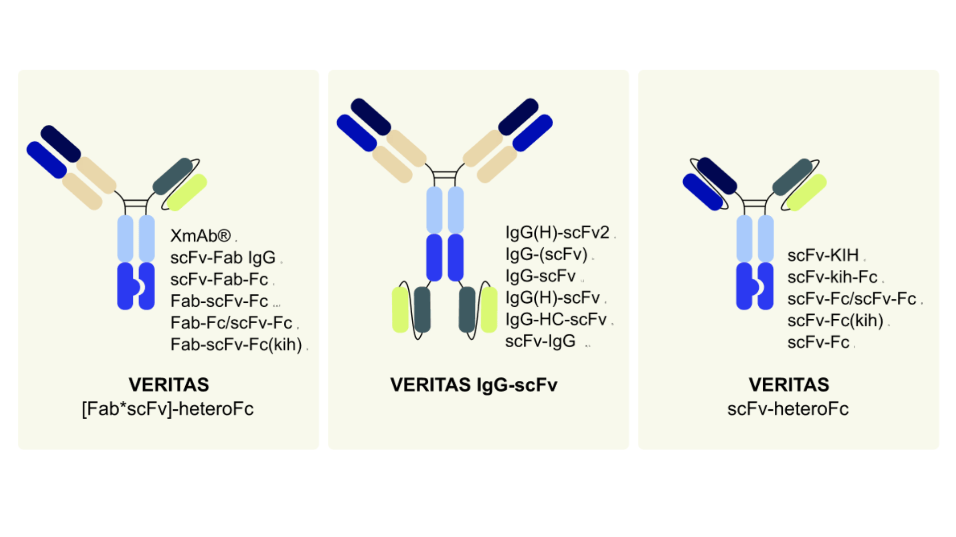 Three antibody structures with their various literature names compared to standardized VERITAS nomenclature. Left: Fab-scFv fusion (previously called XmAb®, scFv-Fab IgG, scFv-Fab-Fc, Fab-scFv-Fc, Fab-Fc/scFv-Fc, Fab-scFv-Fc(kih)) standardized as VERITAS '[Fab*scFv]-heteroFc'. Center: IgG with C-terminal scFv fusions (previously IgG(H)-scFv2, IgG-(scFv), IgG-scFv, IgG-HC-scFv, scFv-IgG) standardized as VERITAS 'IgG-scFv'. Right: scFv-Fc heterodimer (previously scFv-KIH, scFv-kih-Fc, scFv-Fc/scFv-Fc, scFv-Fc(kih), scFv-Fc) standardized as VERITAS 'scFv-heteroFc'. Adapted from VERITAS nomenclature system with citations to multiple source publications