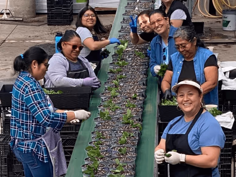 Group of women working on a conveyor belt planting small green plants into pots in a nursery or greenhouse setting.