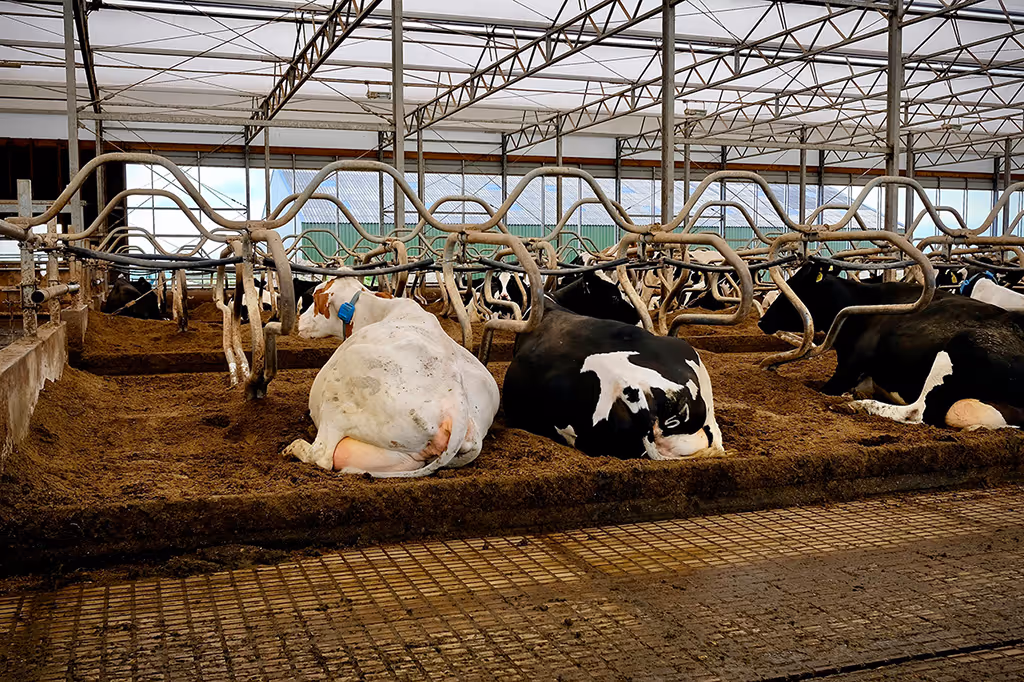 Cows resting in individual stalls inside a large covered barn with metal framework.