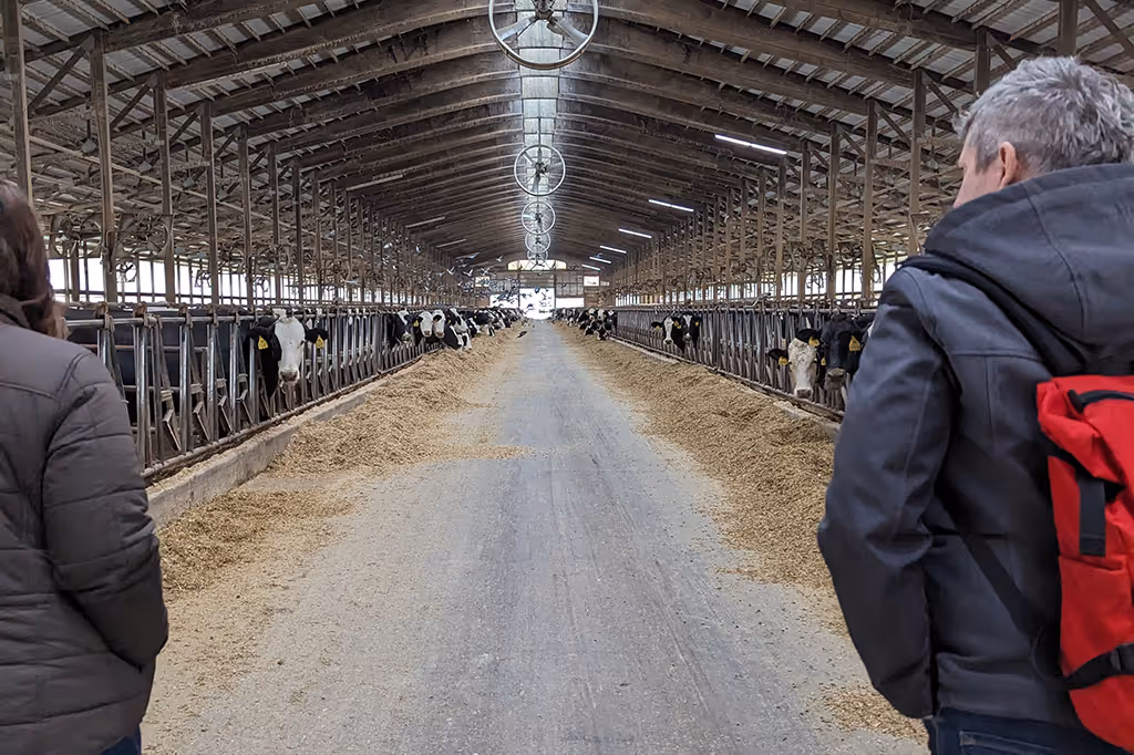 Two people observing rows of black and white dairy cows eating in a large, covered barn.