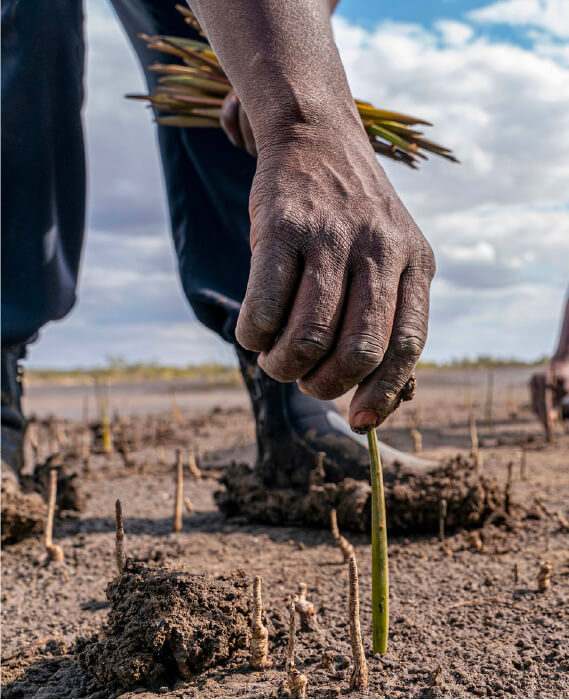 A person planting a tree