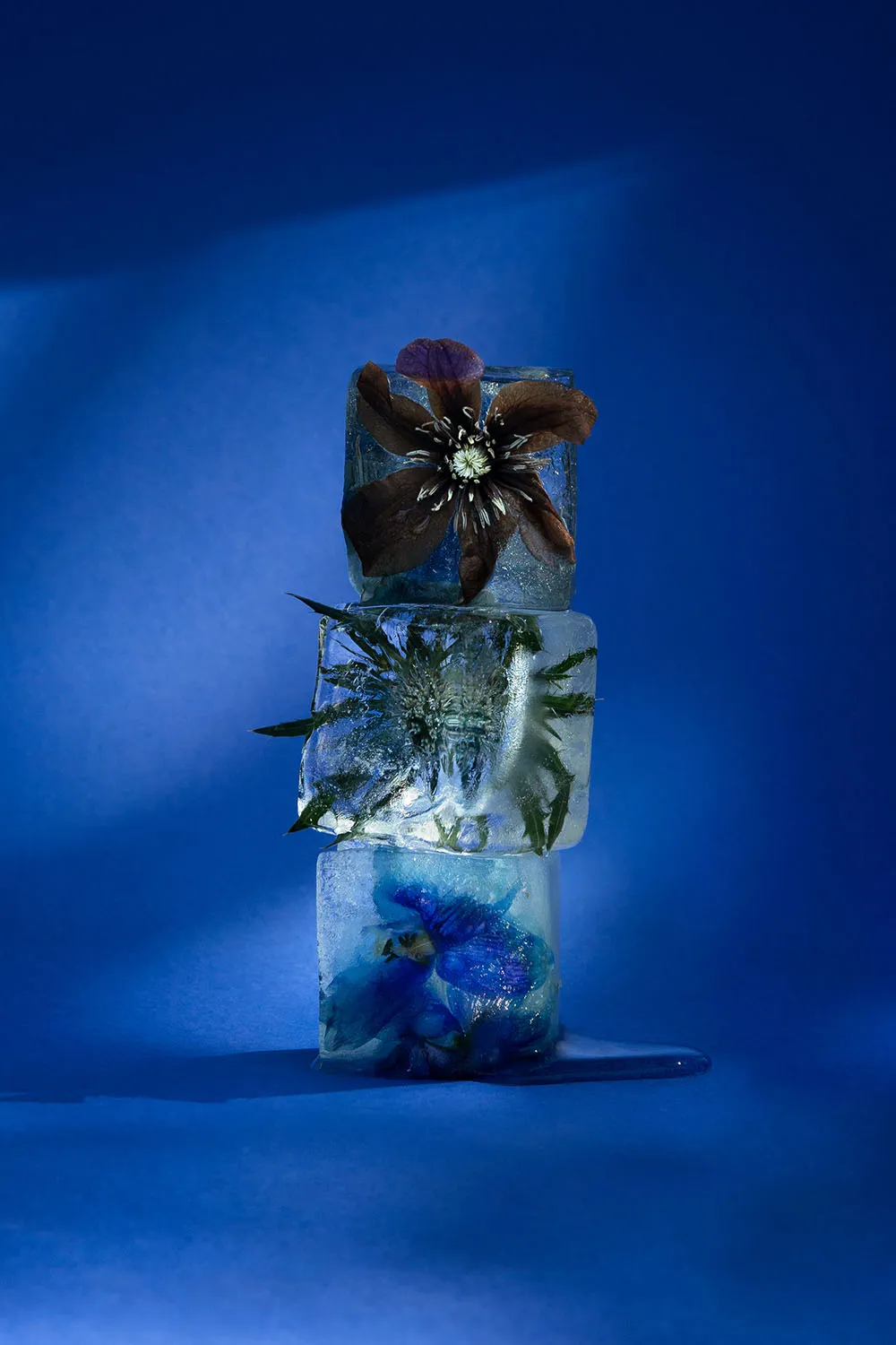 Photo still life, glaçons et fleurs sur fond bleu foncé