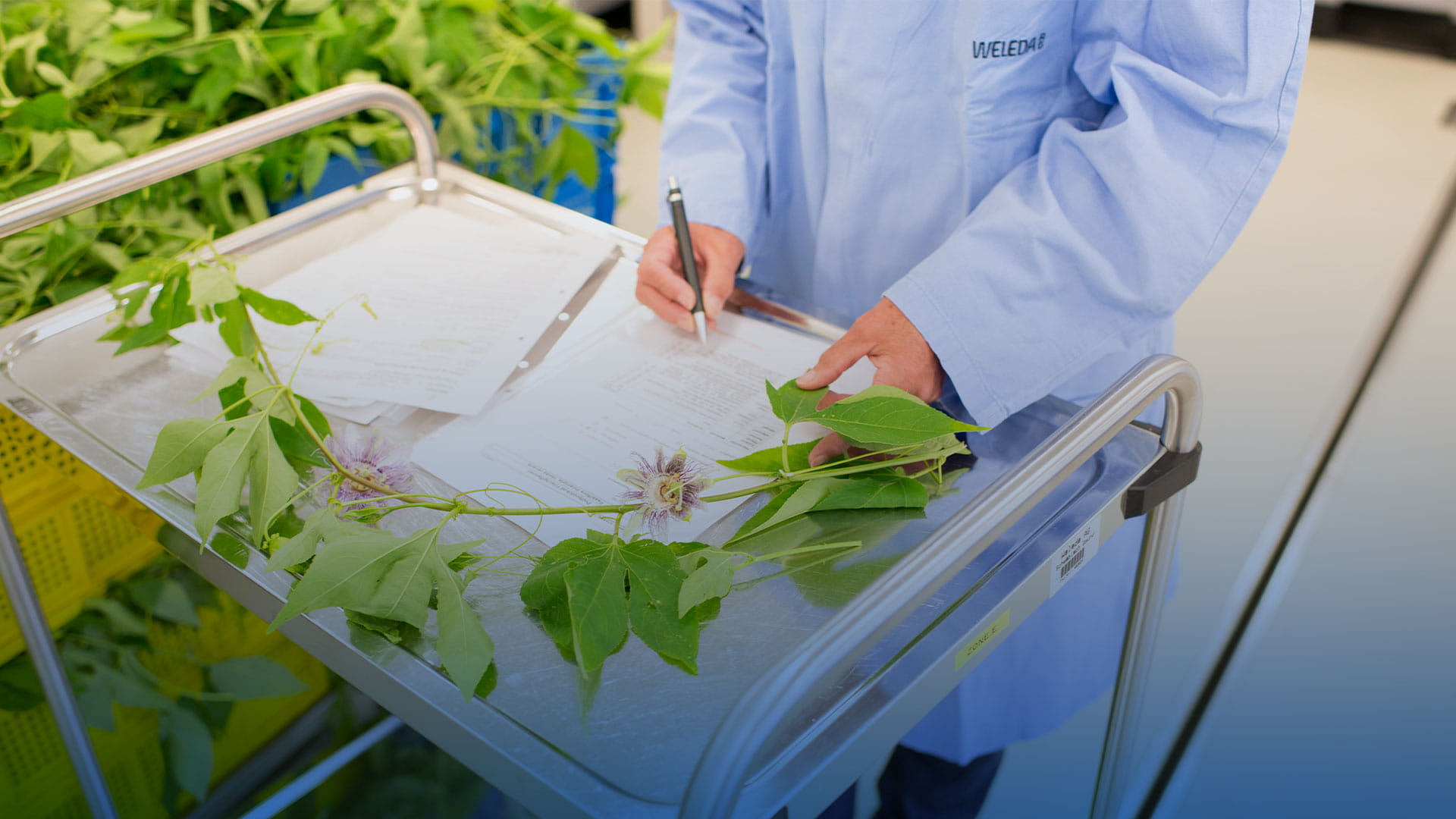 Person in a light blue lab coat writing on a clipboard on a metal cart with green leaves and a purple flower