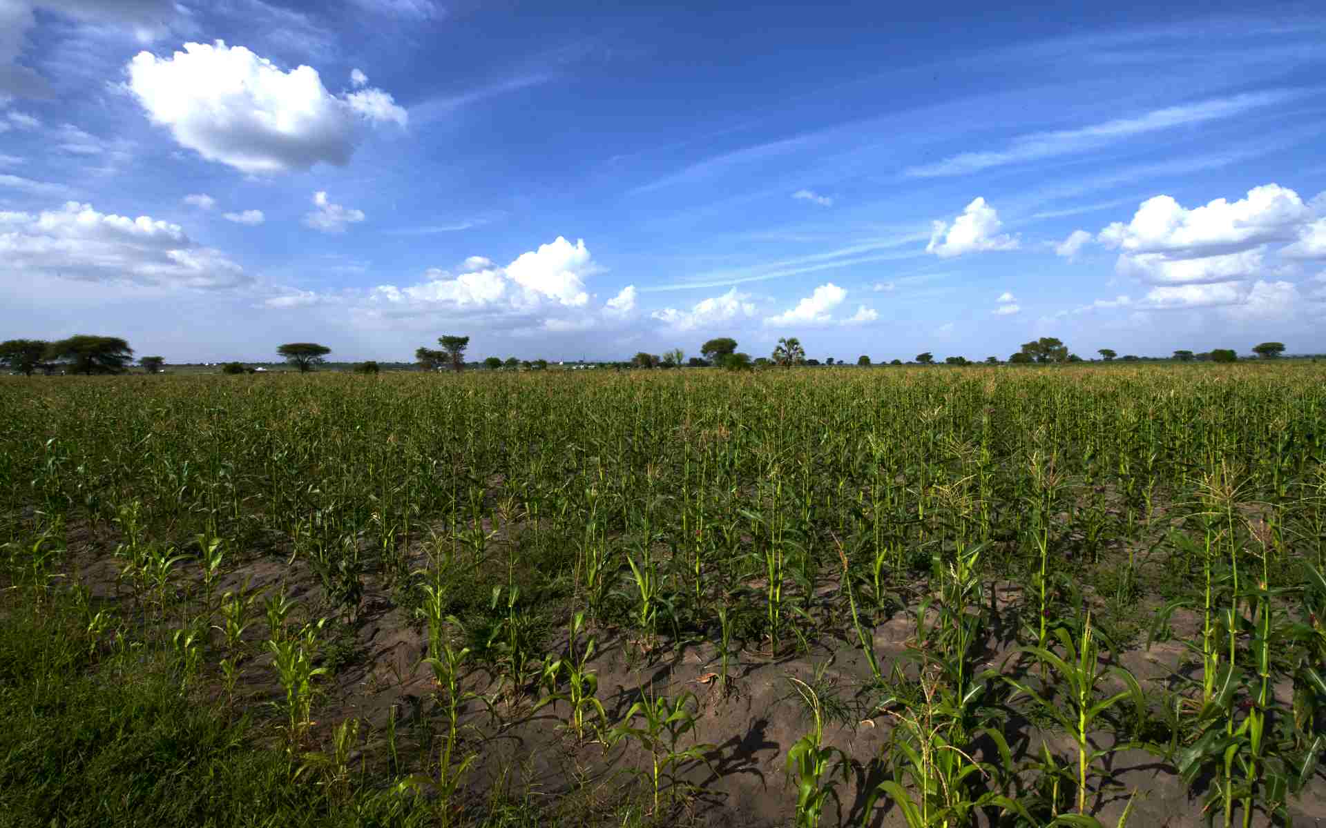 Open savanna in Tanzania