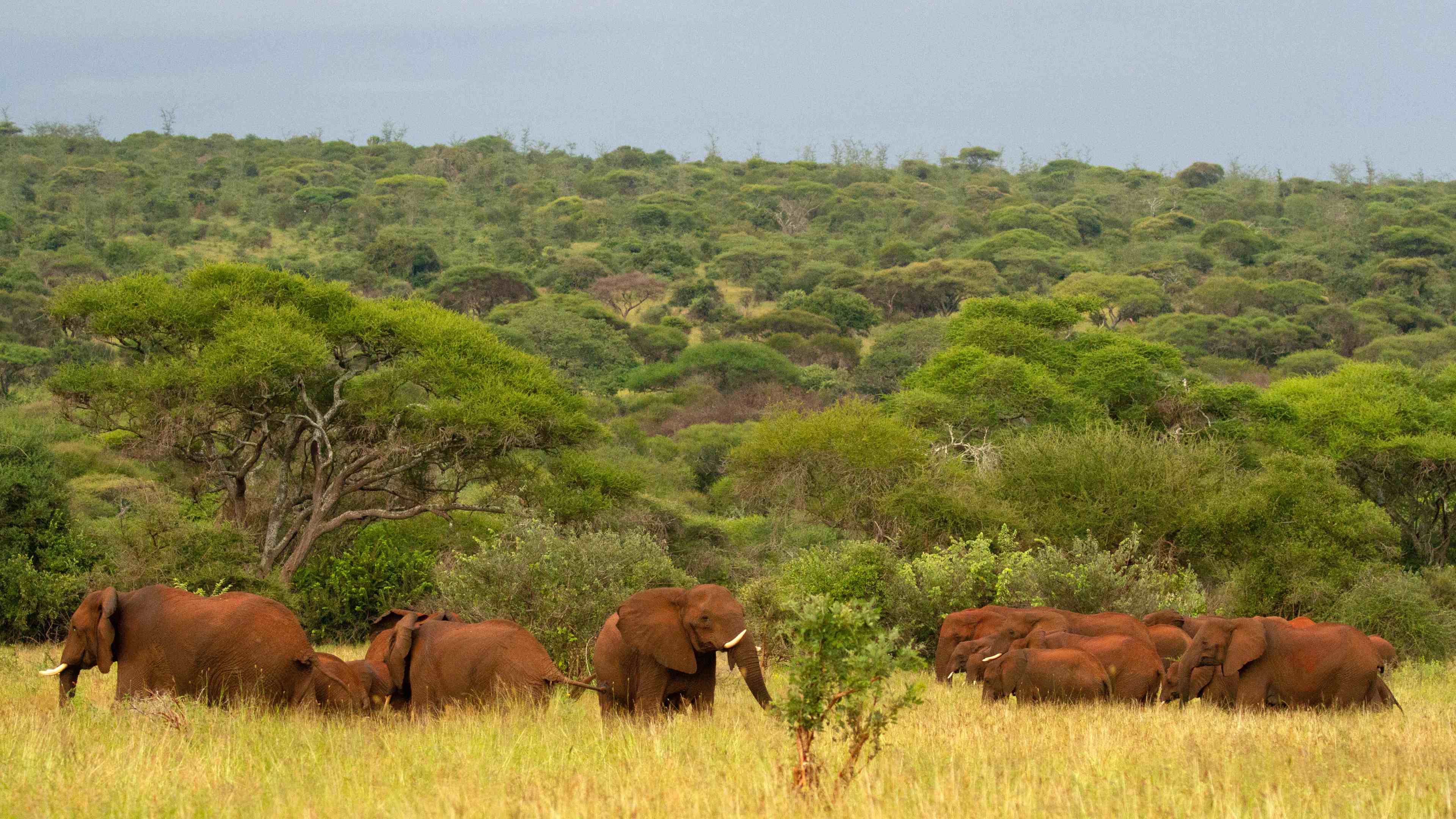 Herd of elephants grazing in Northern Tanzania