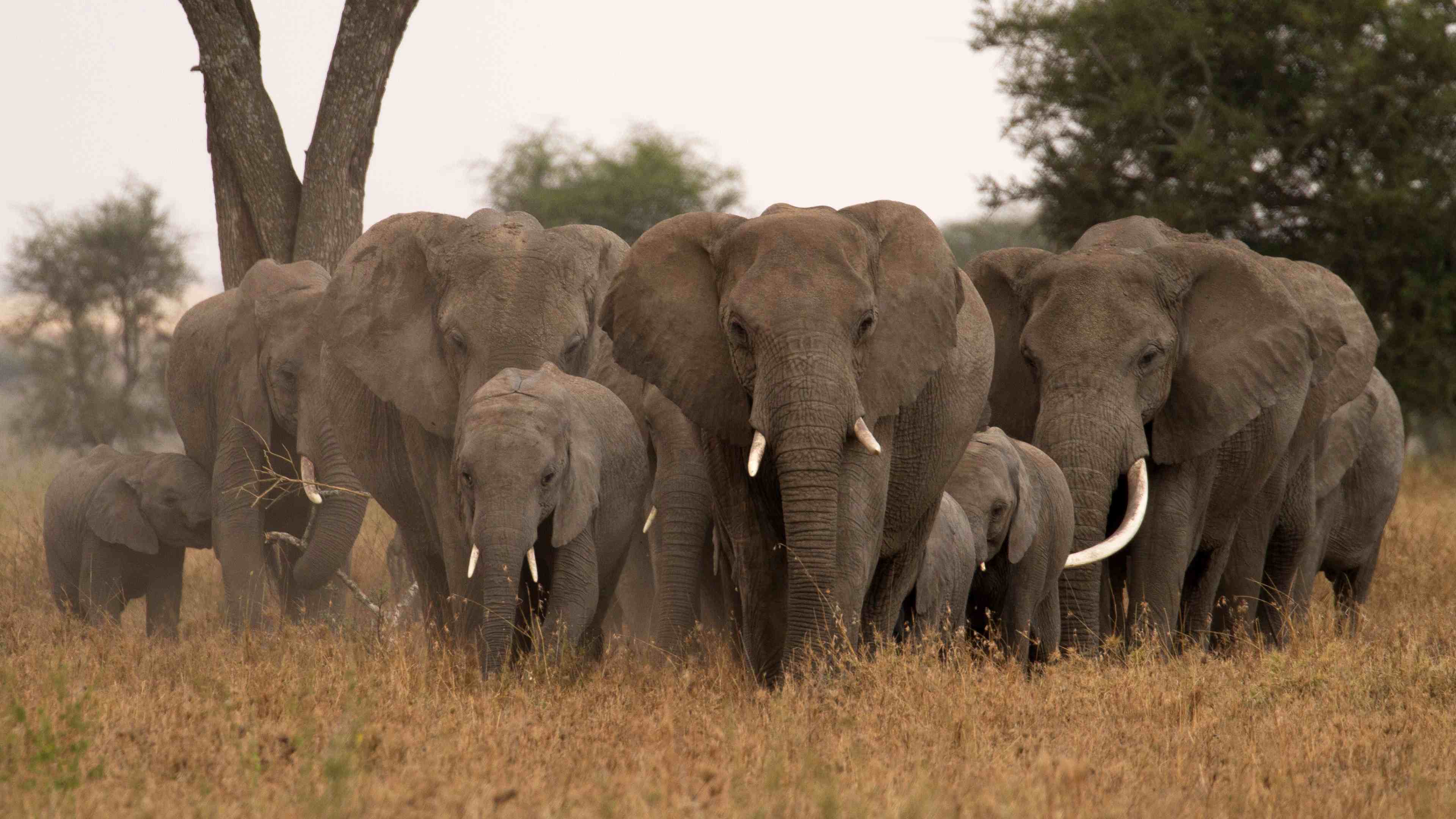Elephant herd