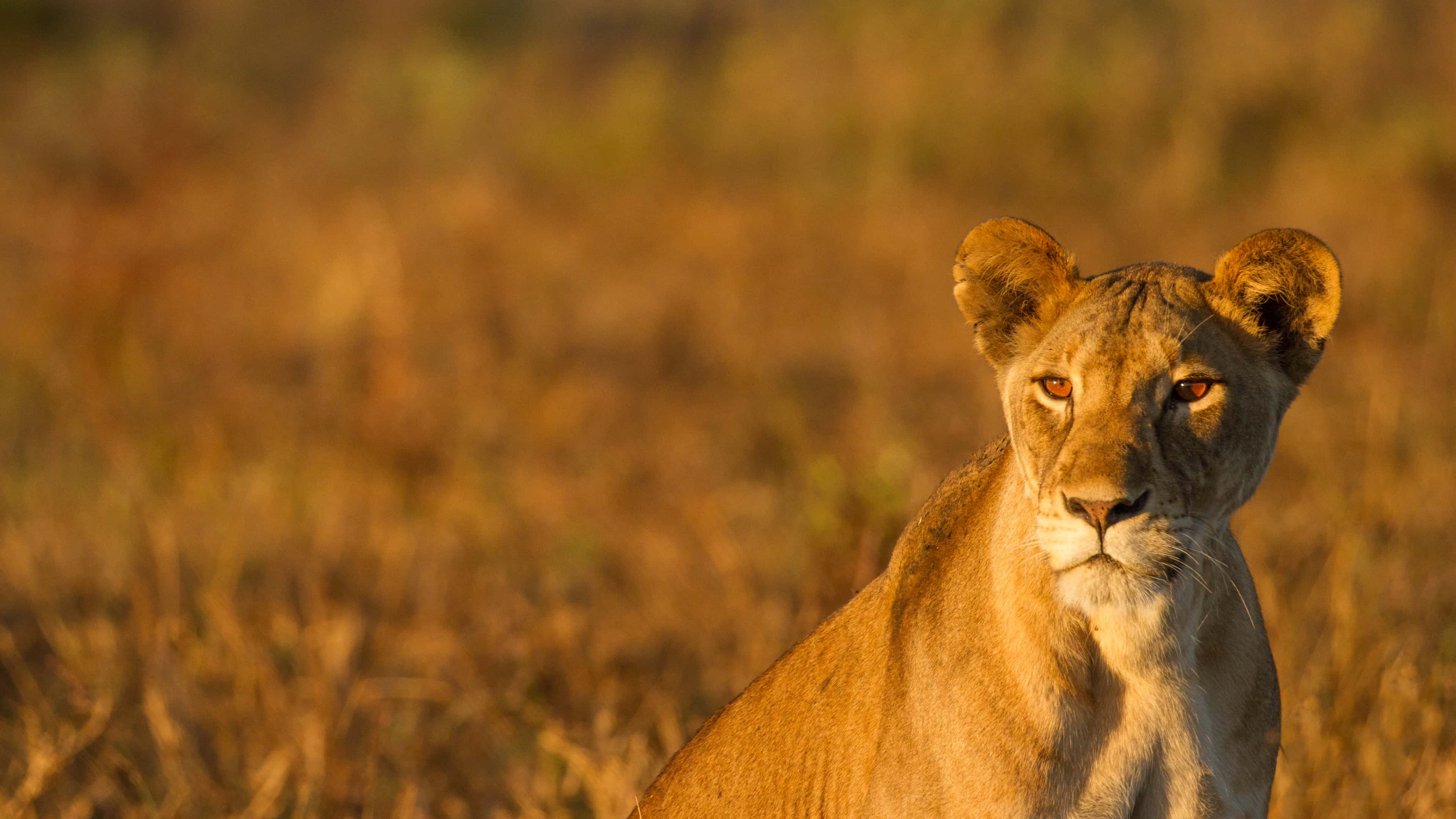 Lioness sitting on the Maasai Steppe