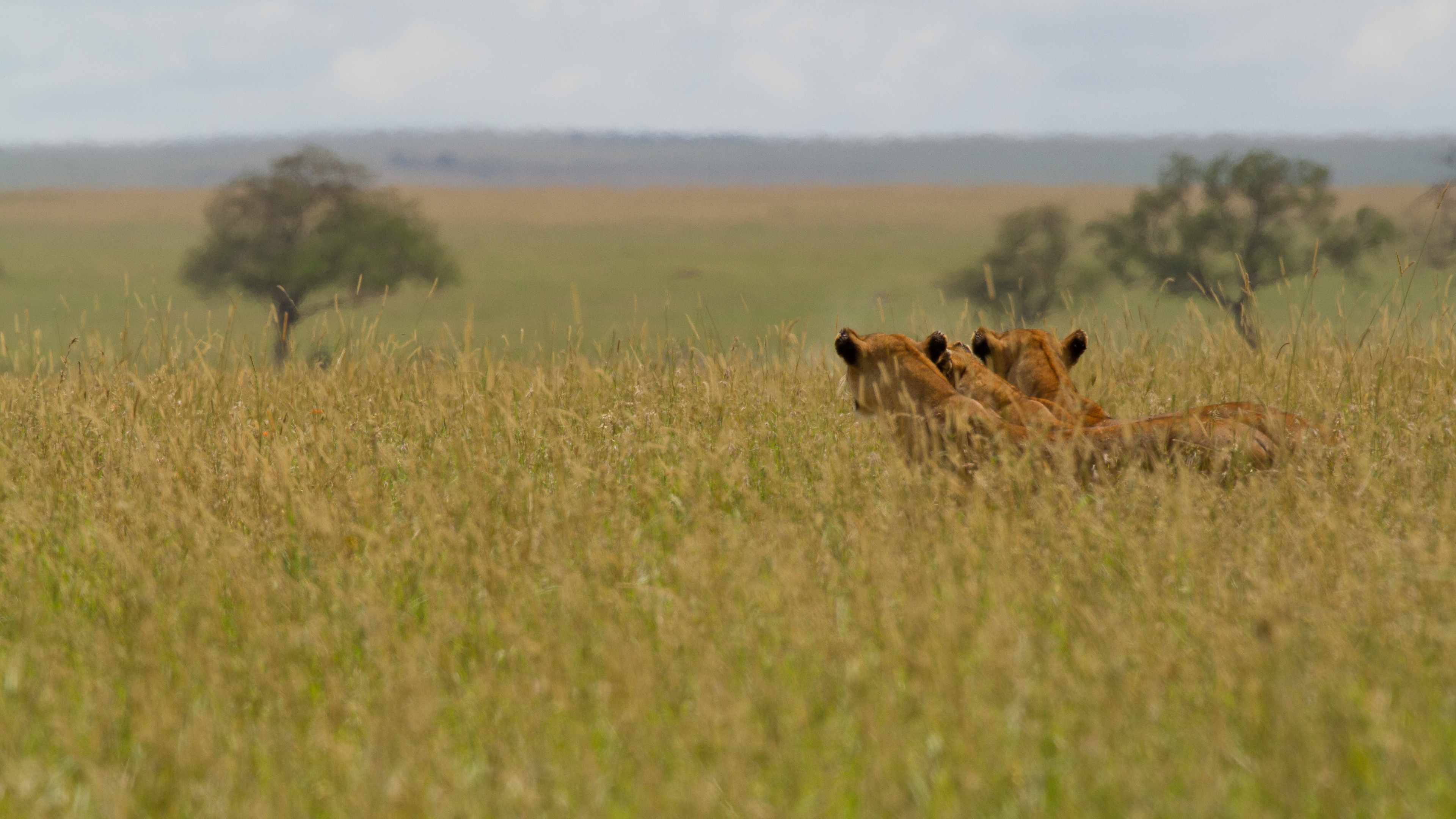 Three lions in a Northern Tanzania pride