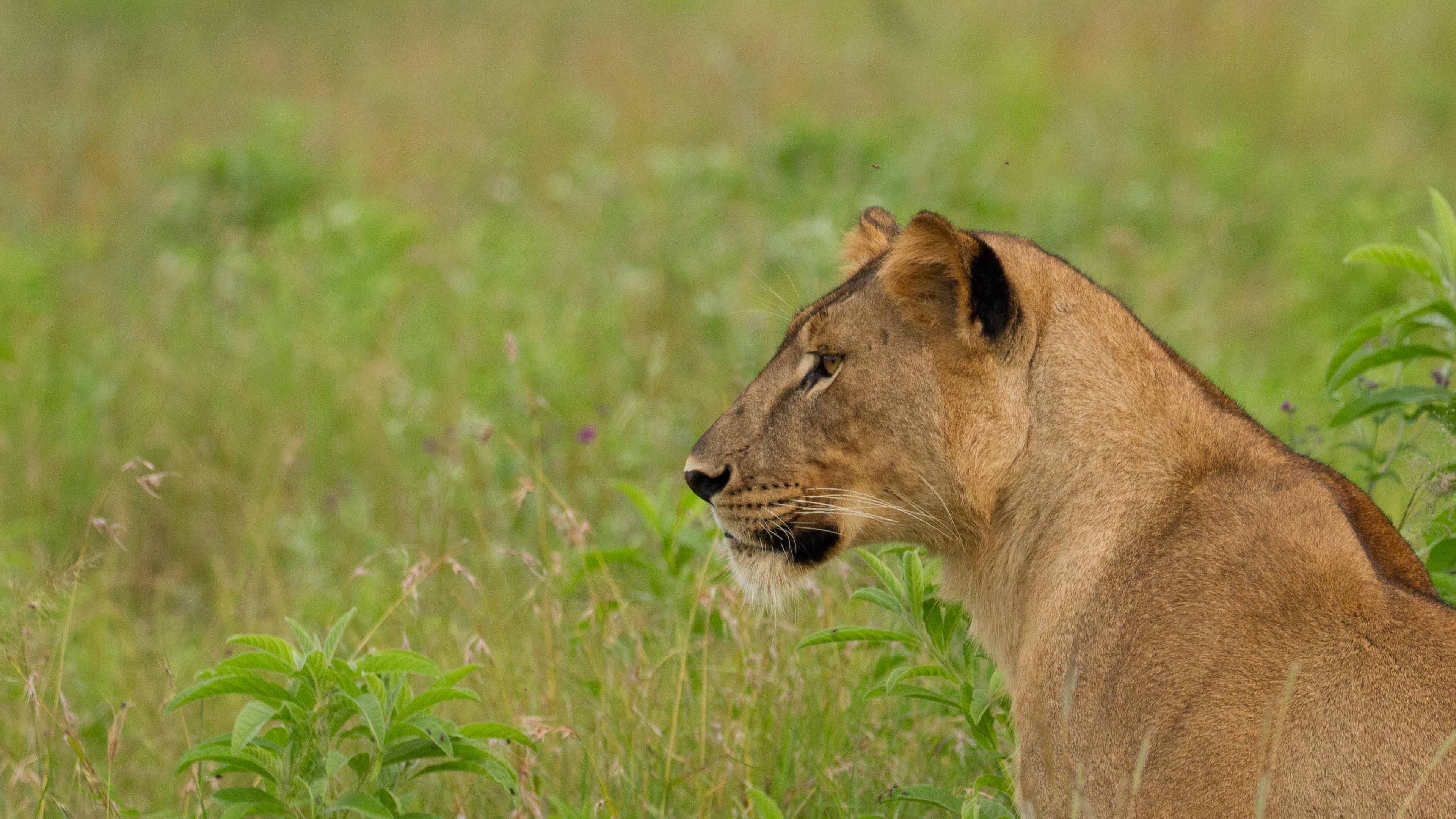 Tanzanian lion cub
