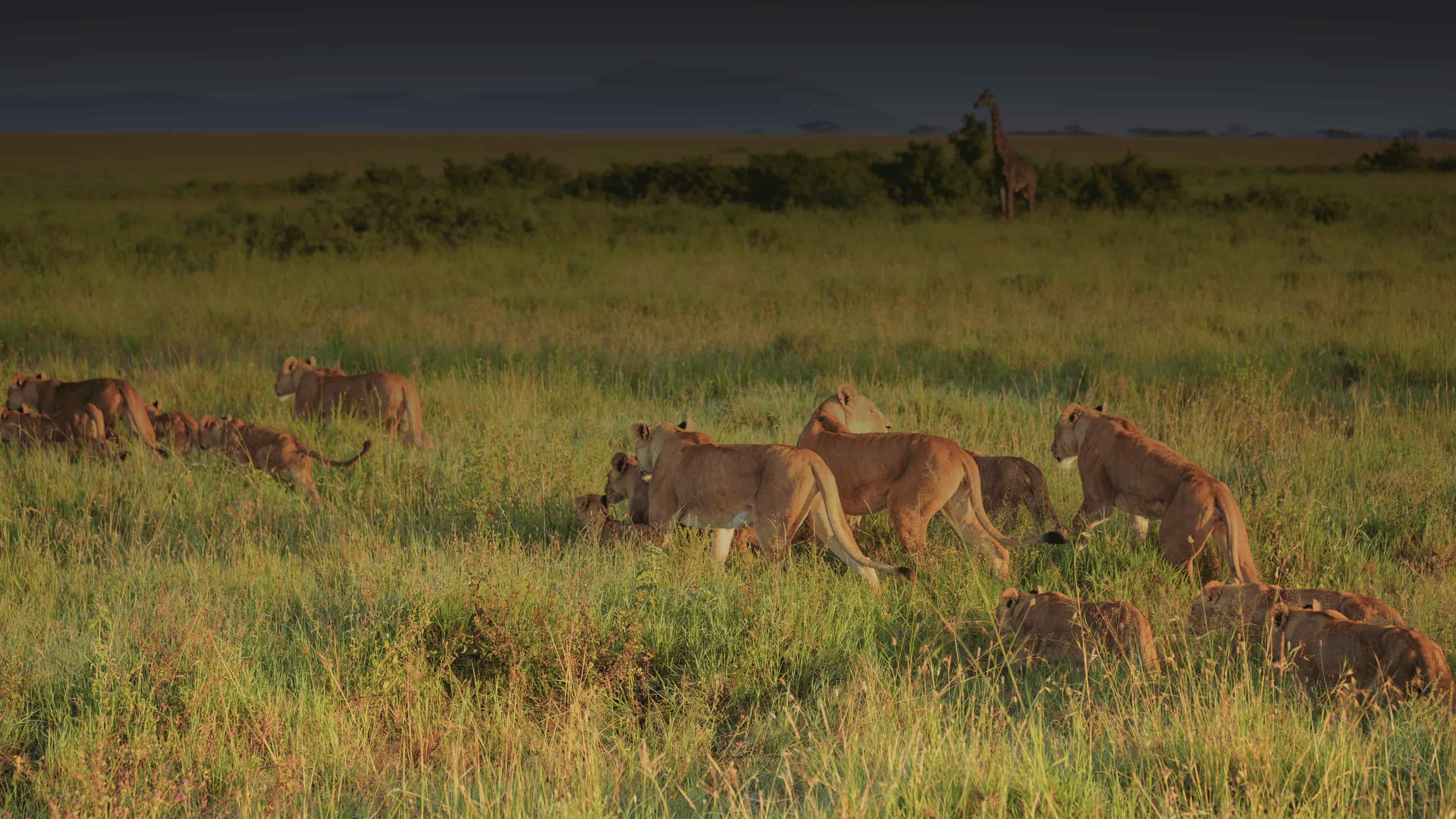 Elephants in Tanzania