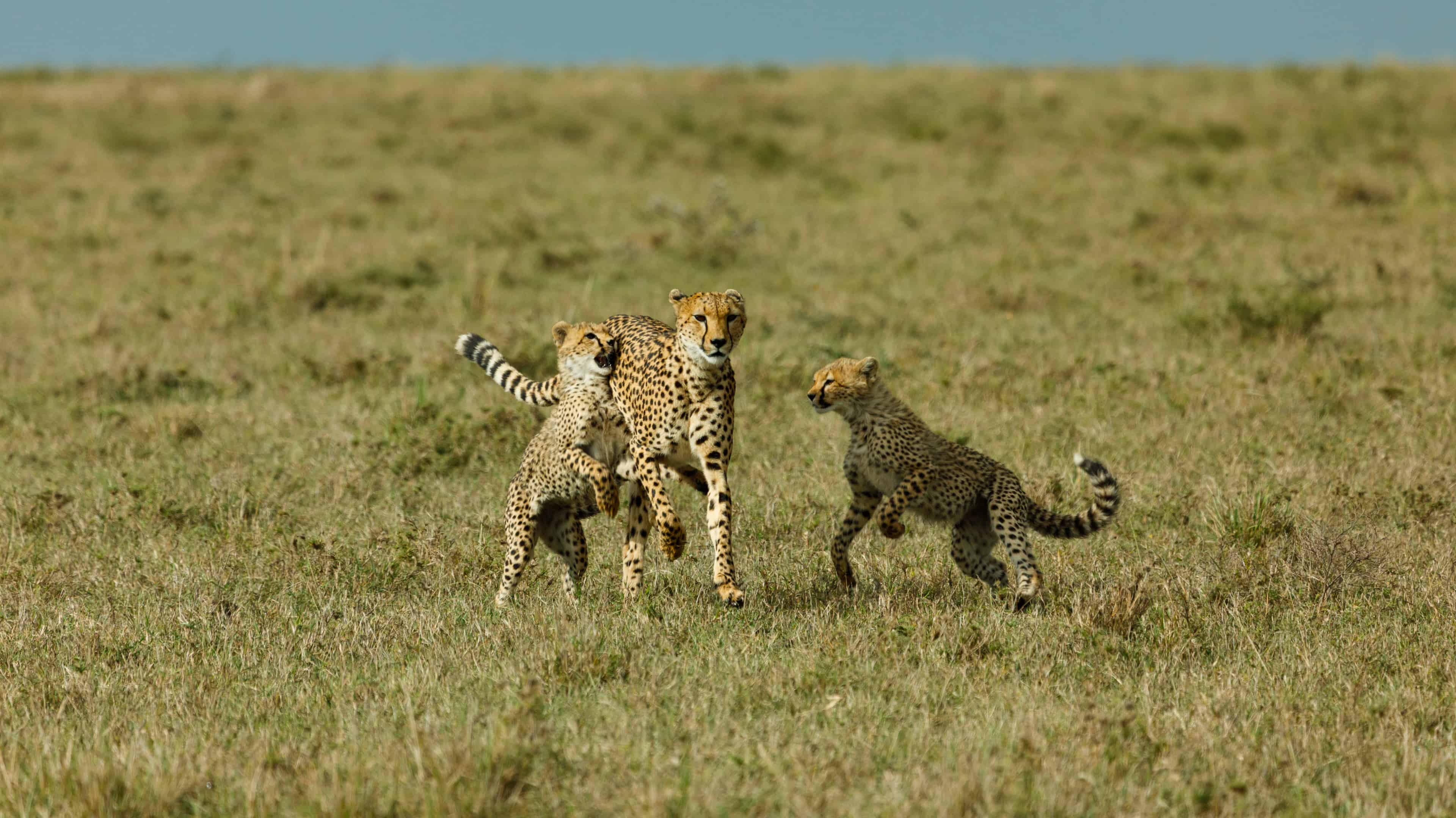 Cheetah family frolics in the plains