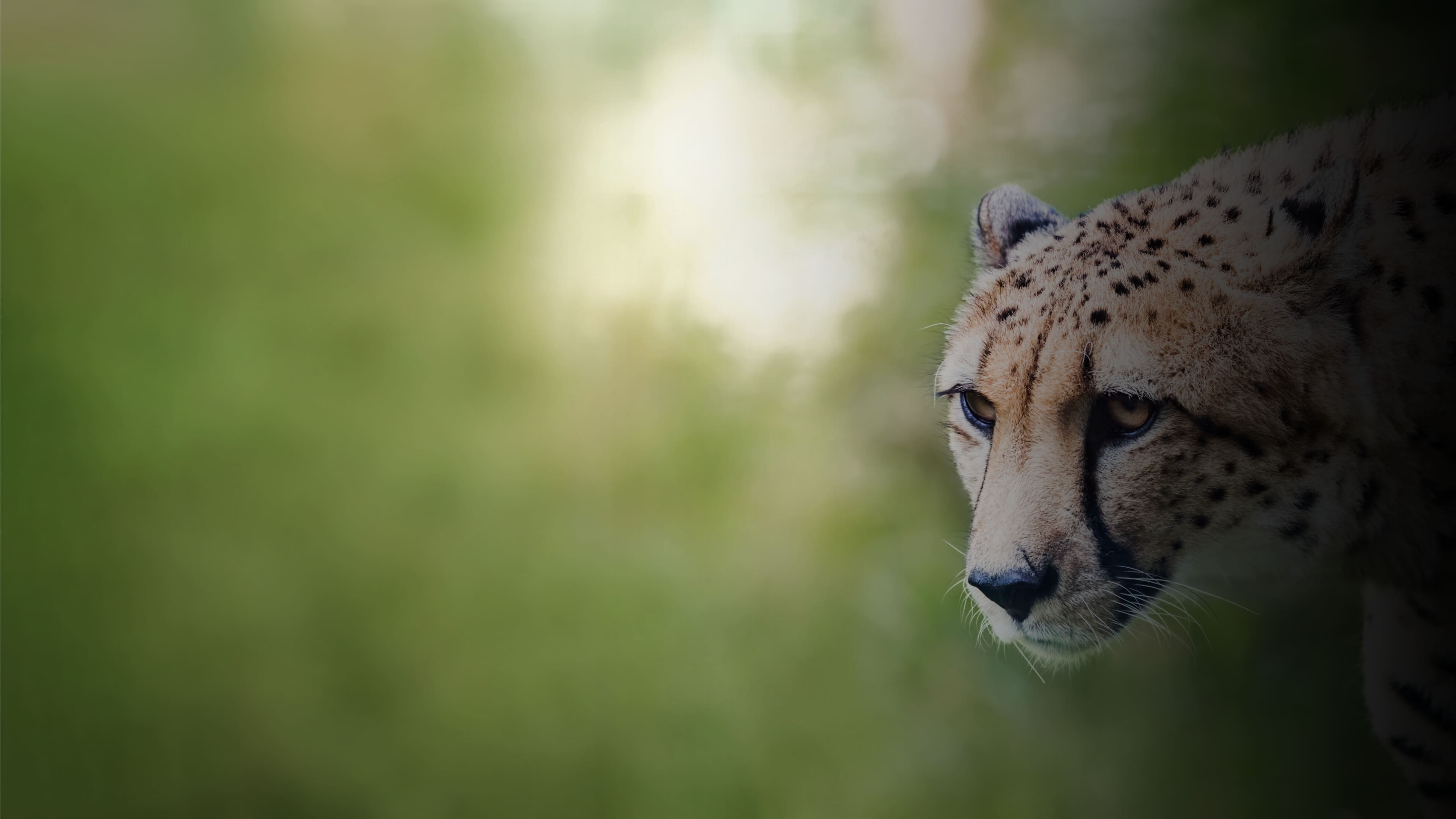 Cheetah and big cat conservation in Africa