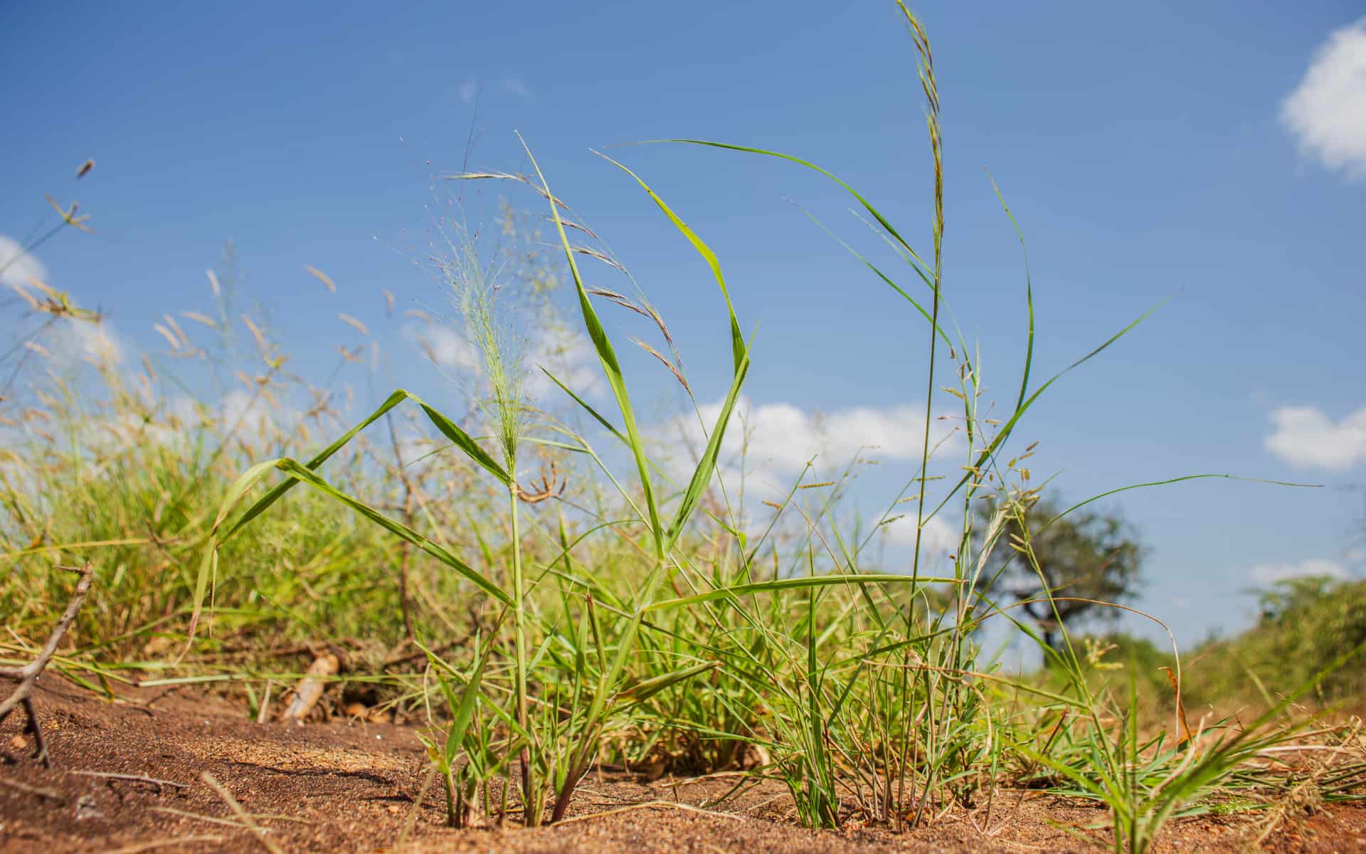 Grassland restoration in Greater Lake Natron