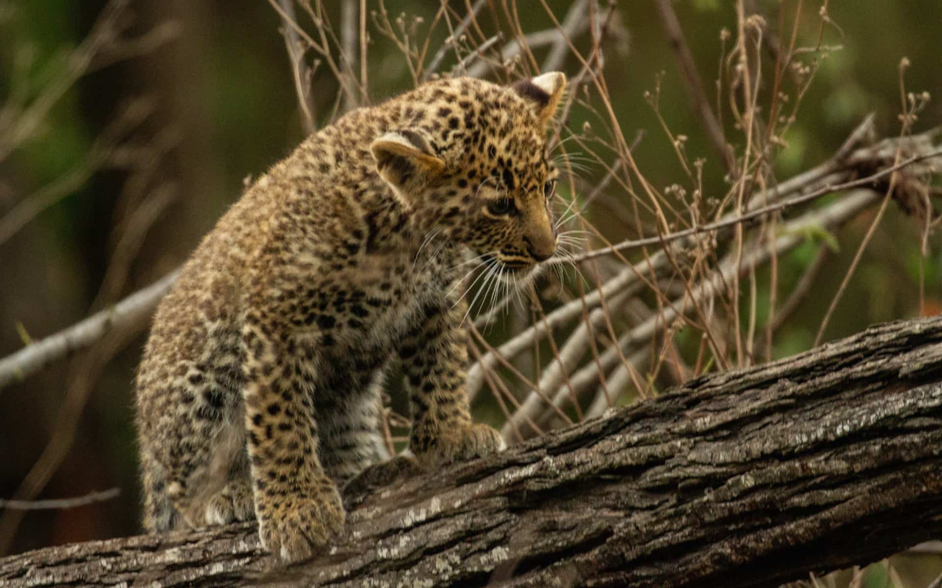 Leopard cub looks for a playmate