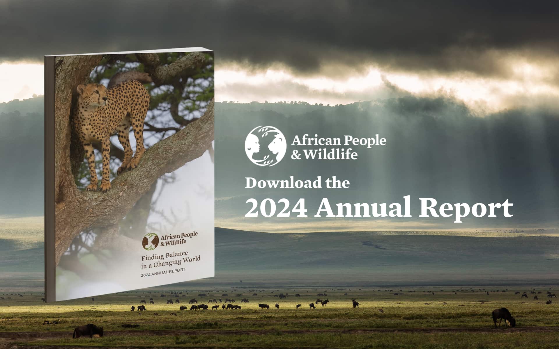 Download the 2024 annul report