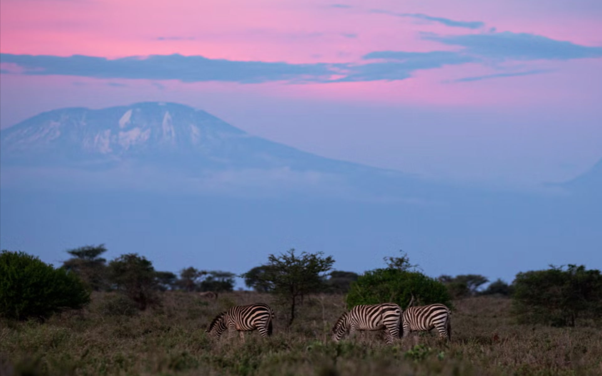 Zebras graze in front of Mount Kilimanjaro. Credit: Emmily Tunuka/APW