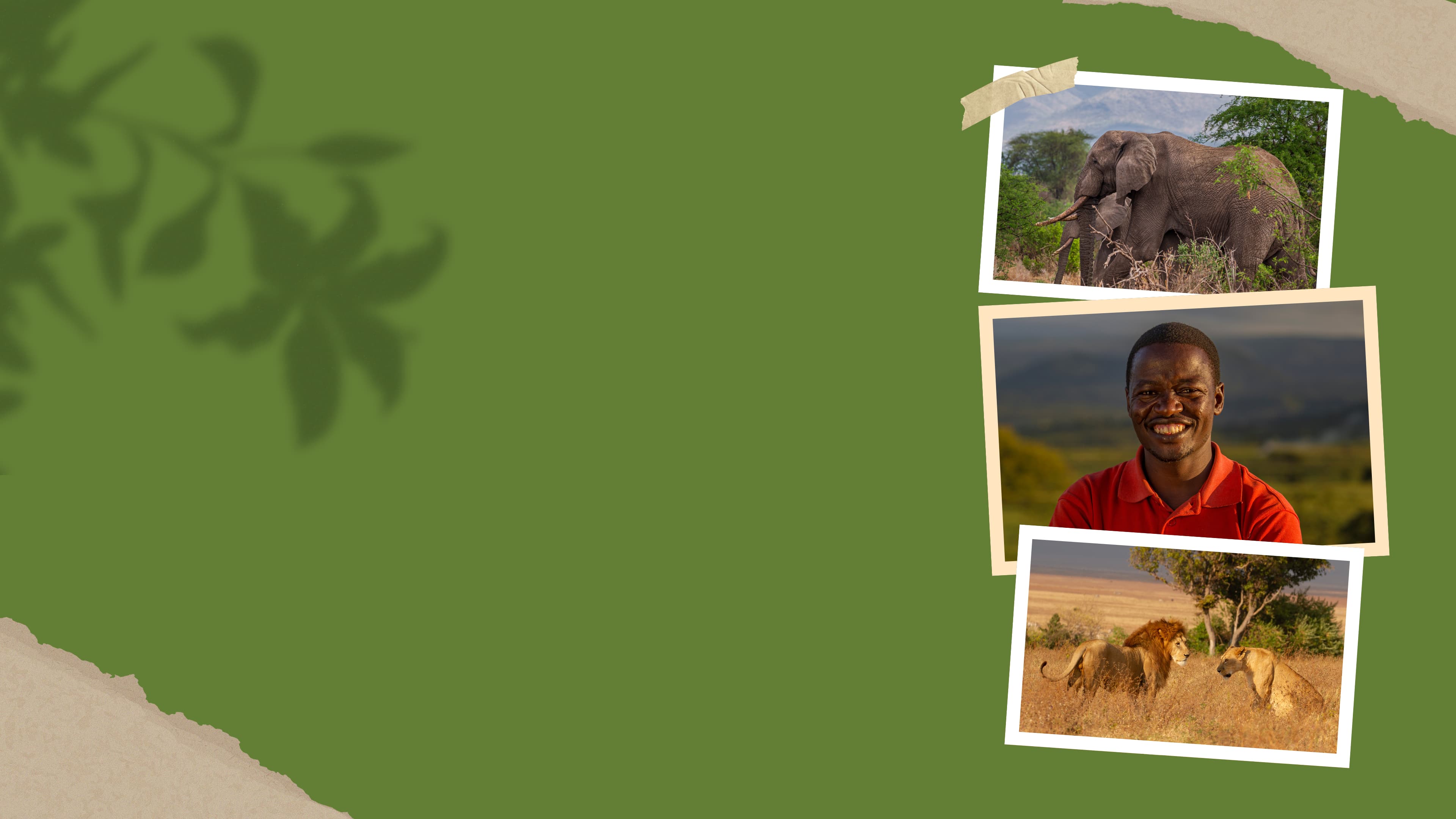 African elephant, human-wildlife coexistence officer, and Tanzanian lions