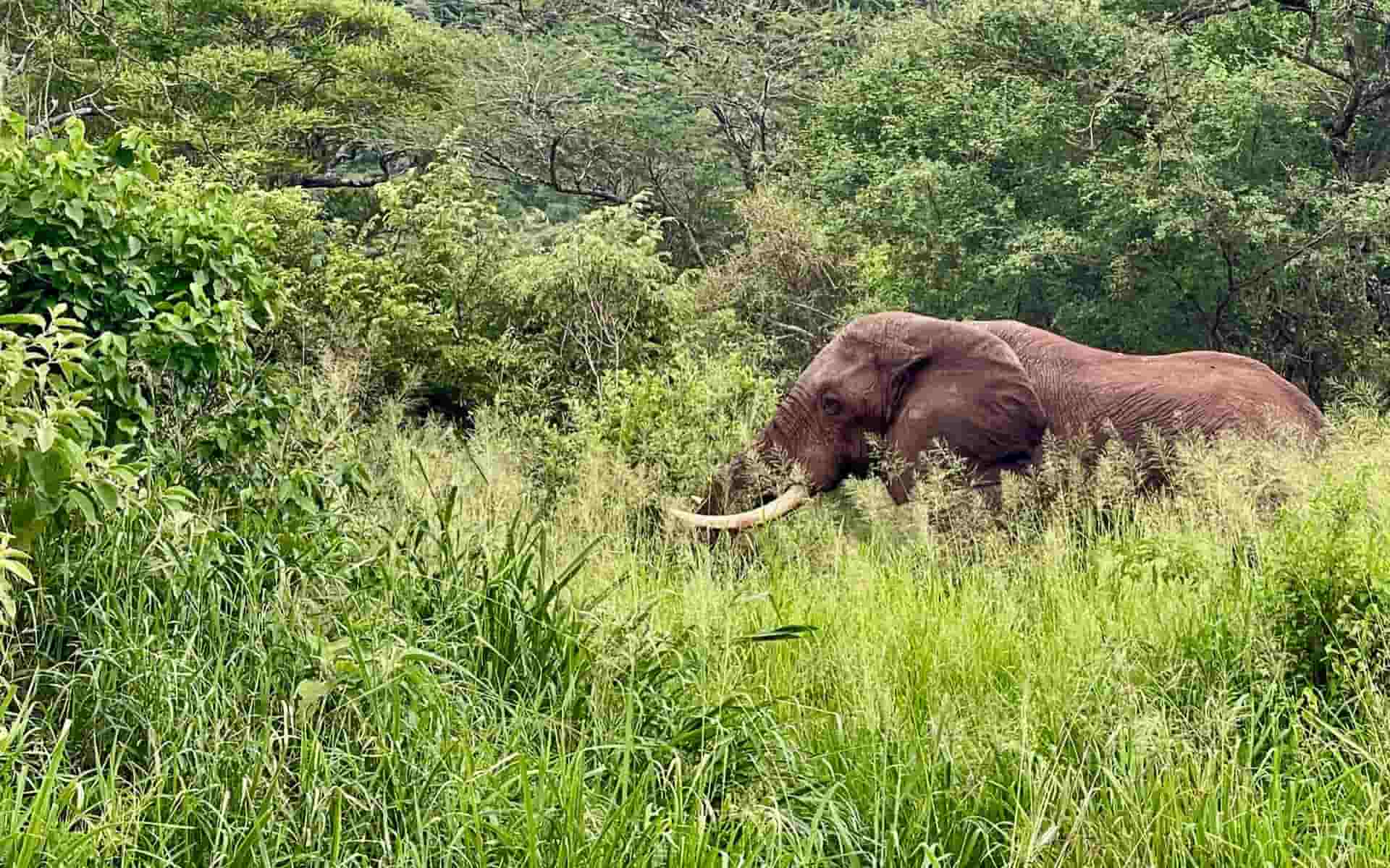 Elephants in Mkomazi are drivers of conflict