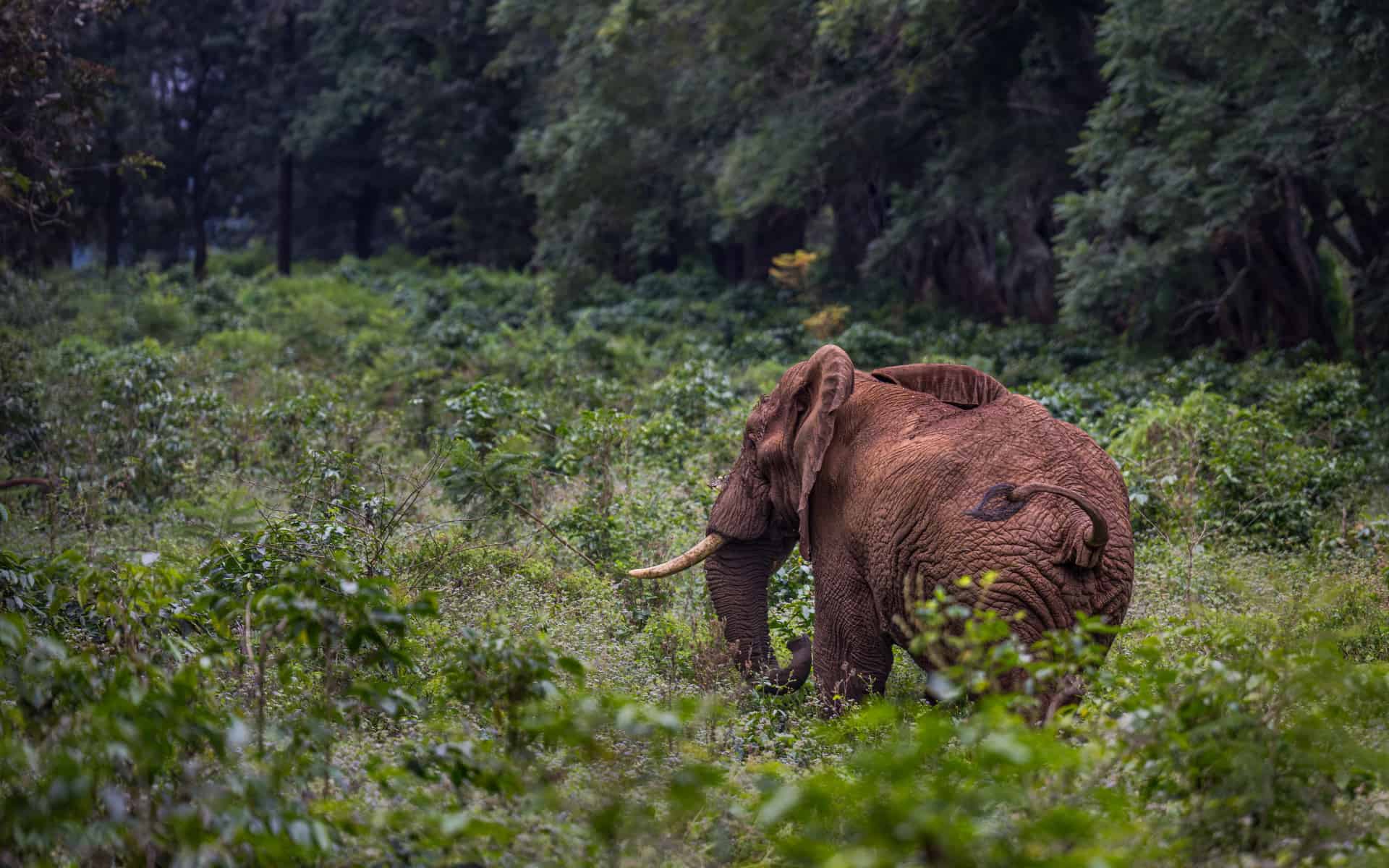 Elephant moves close to a village near Ngorongoro.