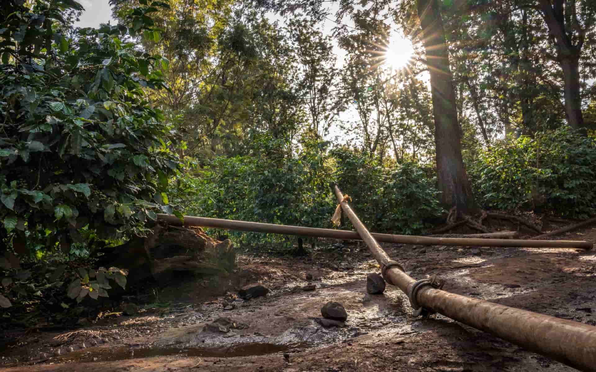 Elephant damage impacts infrastructure as well as crops.
