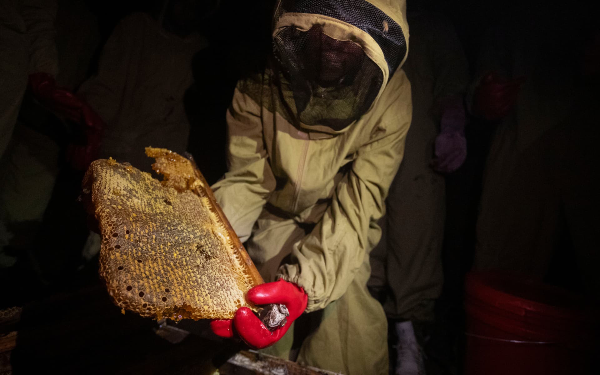 Queen Bees like Penina get special training on honey harvesting.