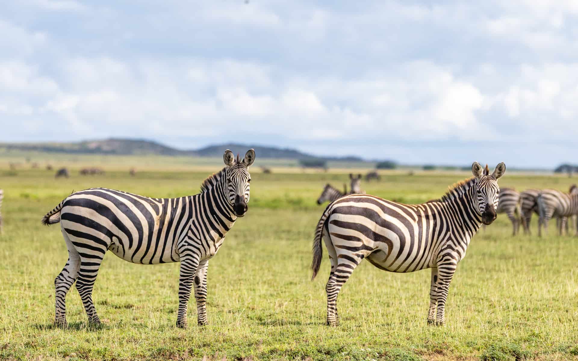 Healthy savanna habitat supports an incredible amount of biodiversity.