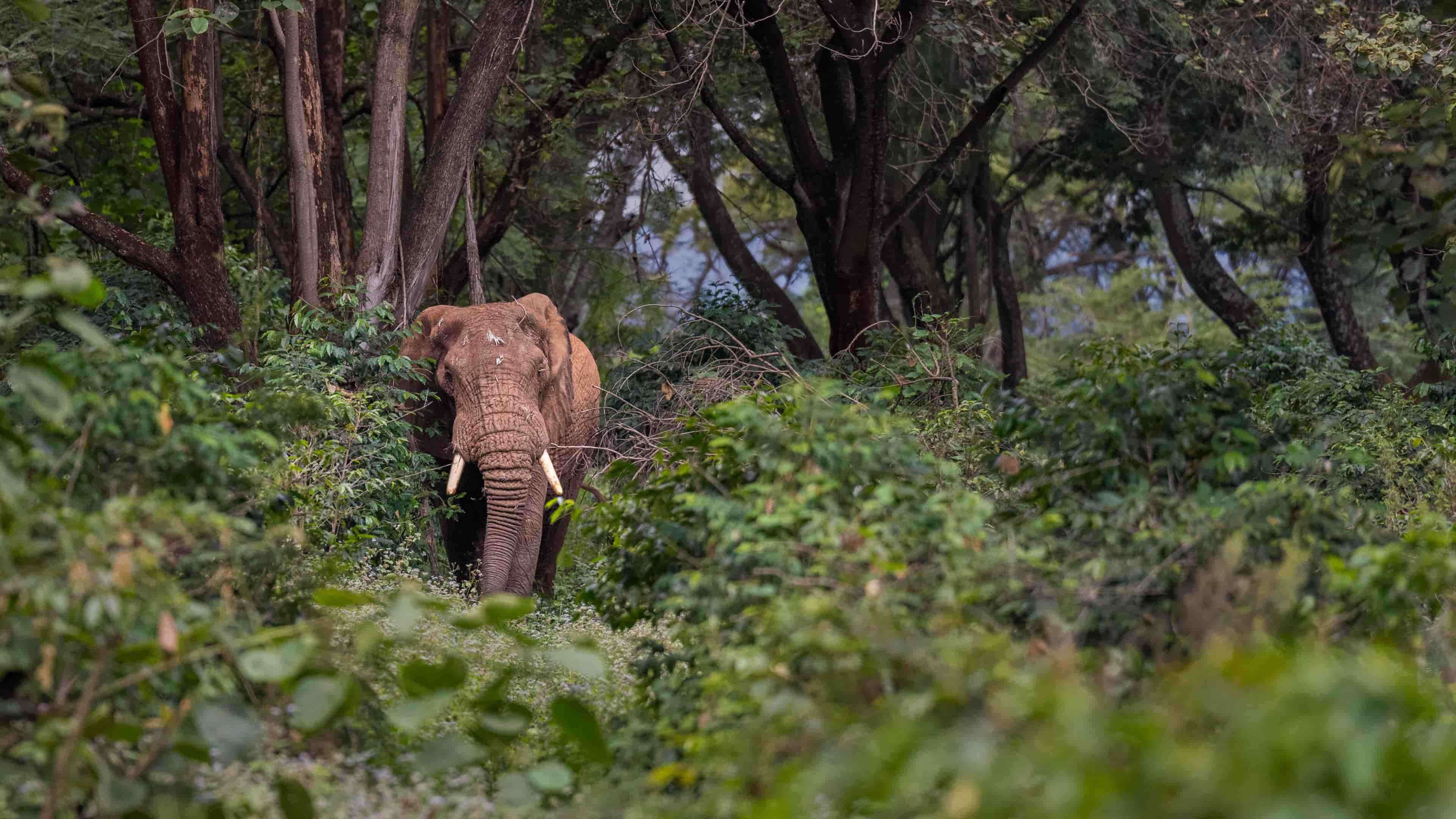 Elephants moving across shared lands near Ngorongoro