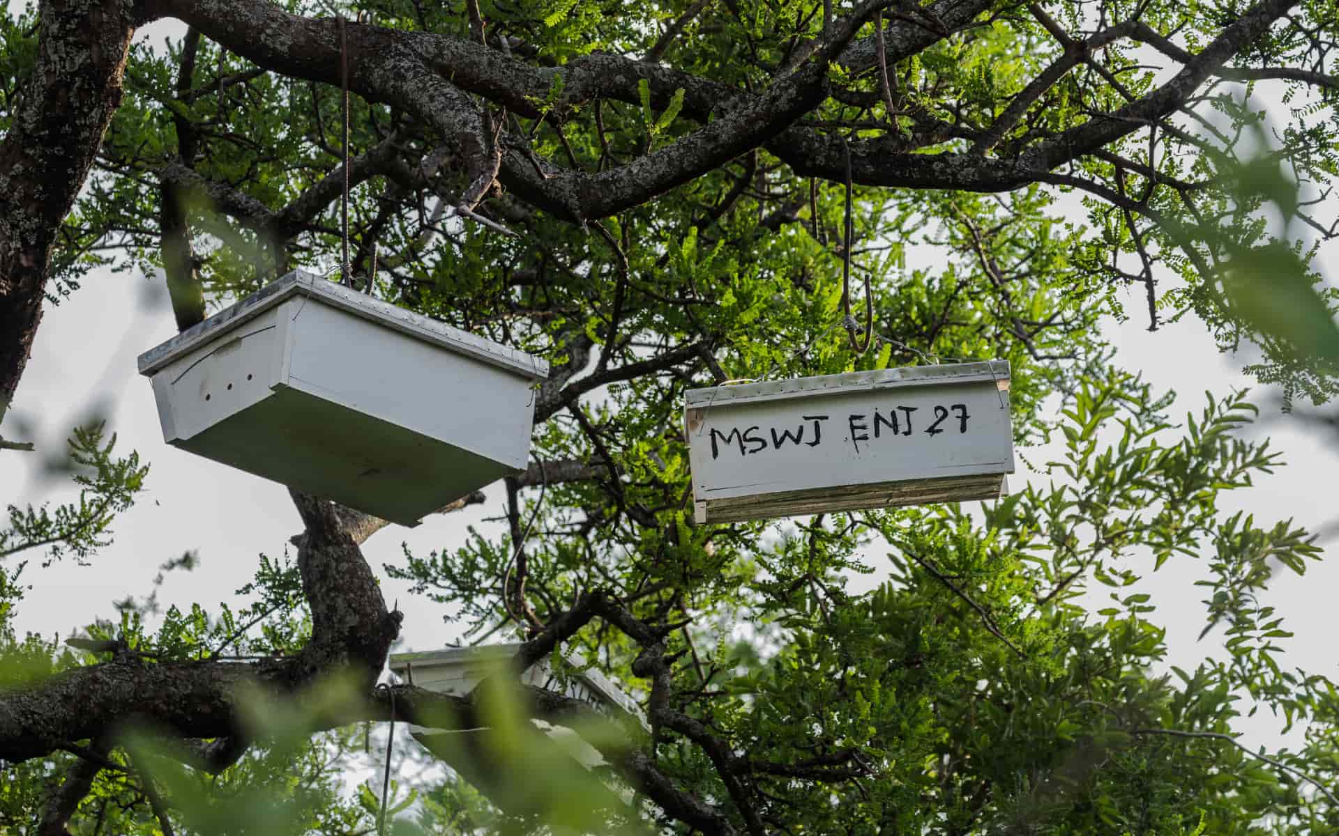 Trees with hives hanging in them are protected by Tanzanian law.