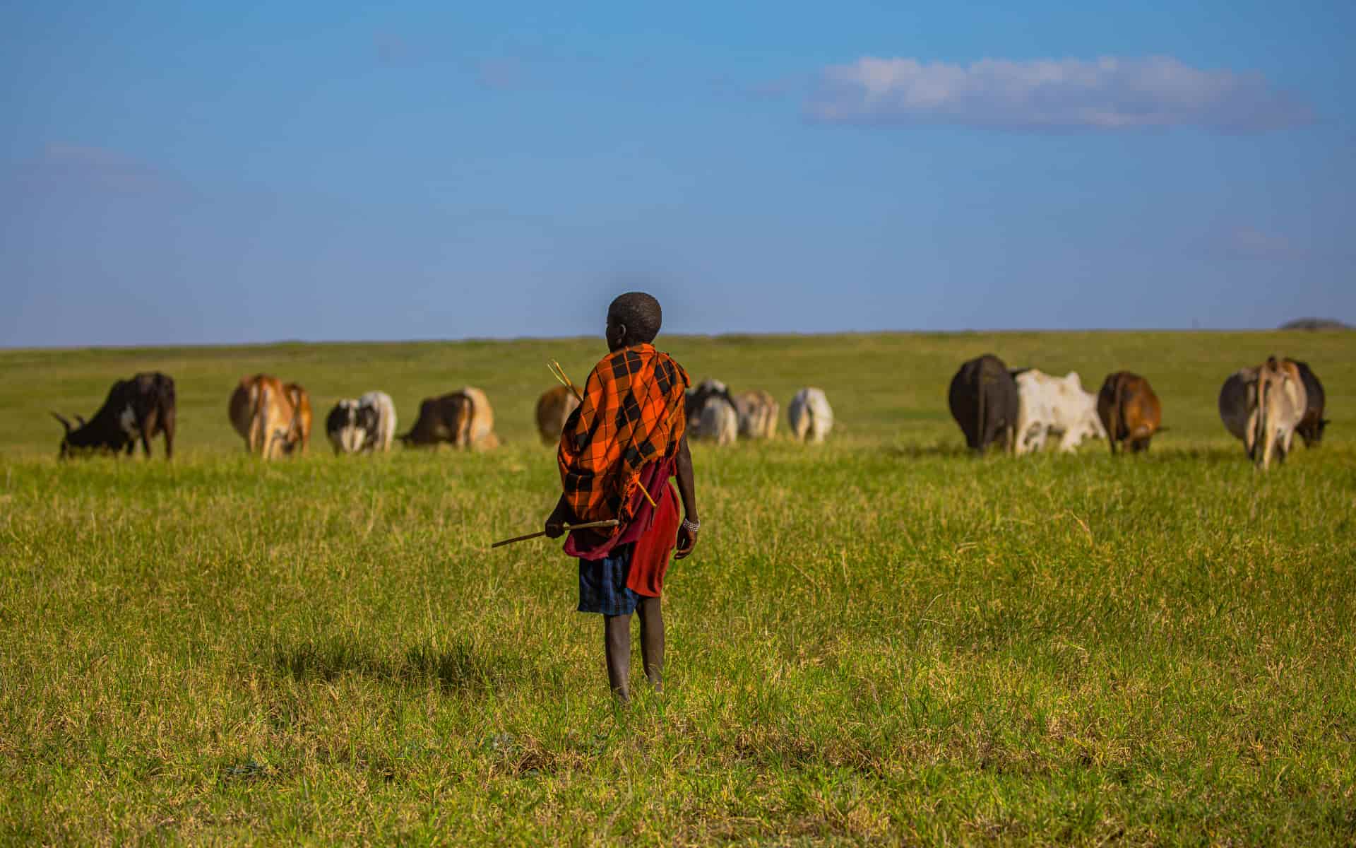 Maasai youth watching the herd. Credit: Hans Ngoteya