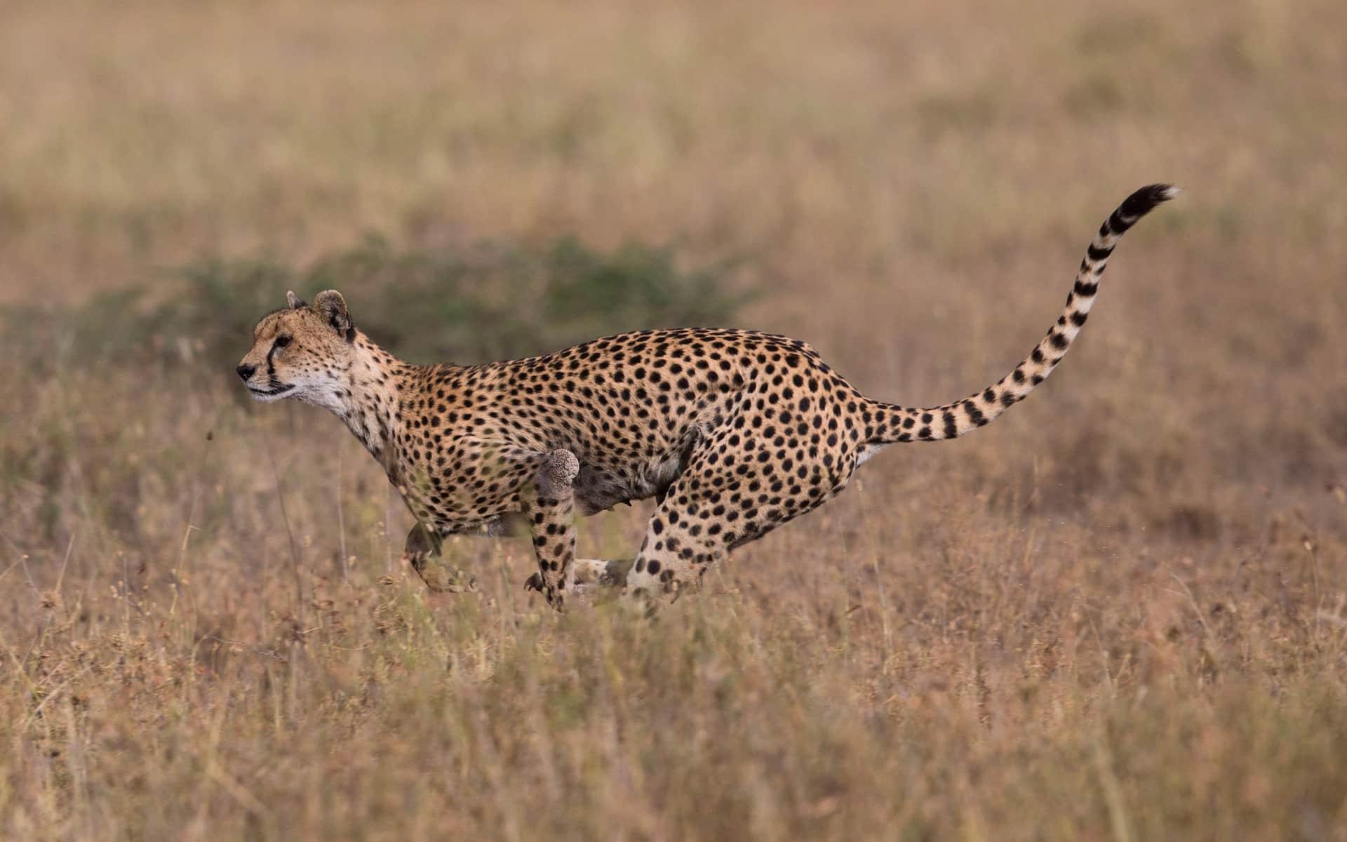 Cheetah running across savanna by Ken Coe