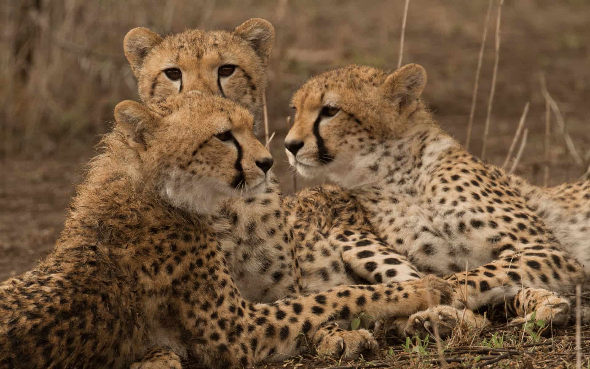 Group of cheetahs