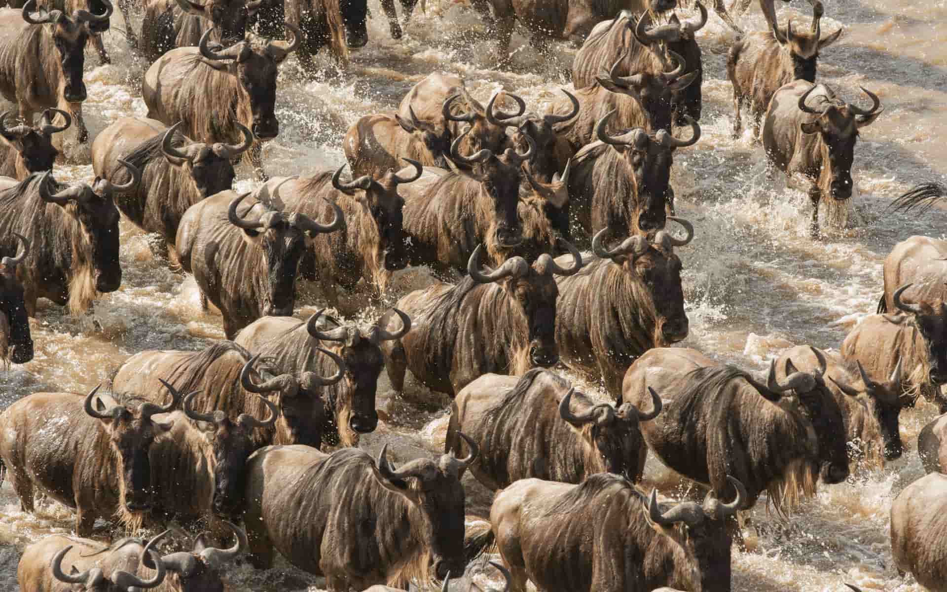 Wildebeest migration