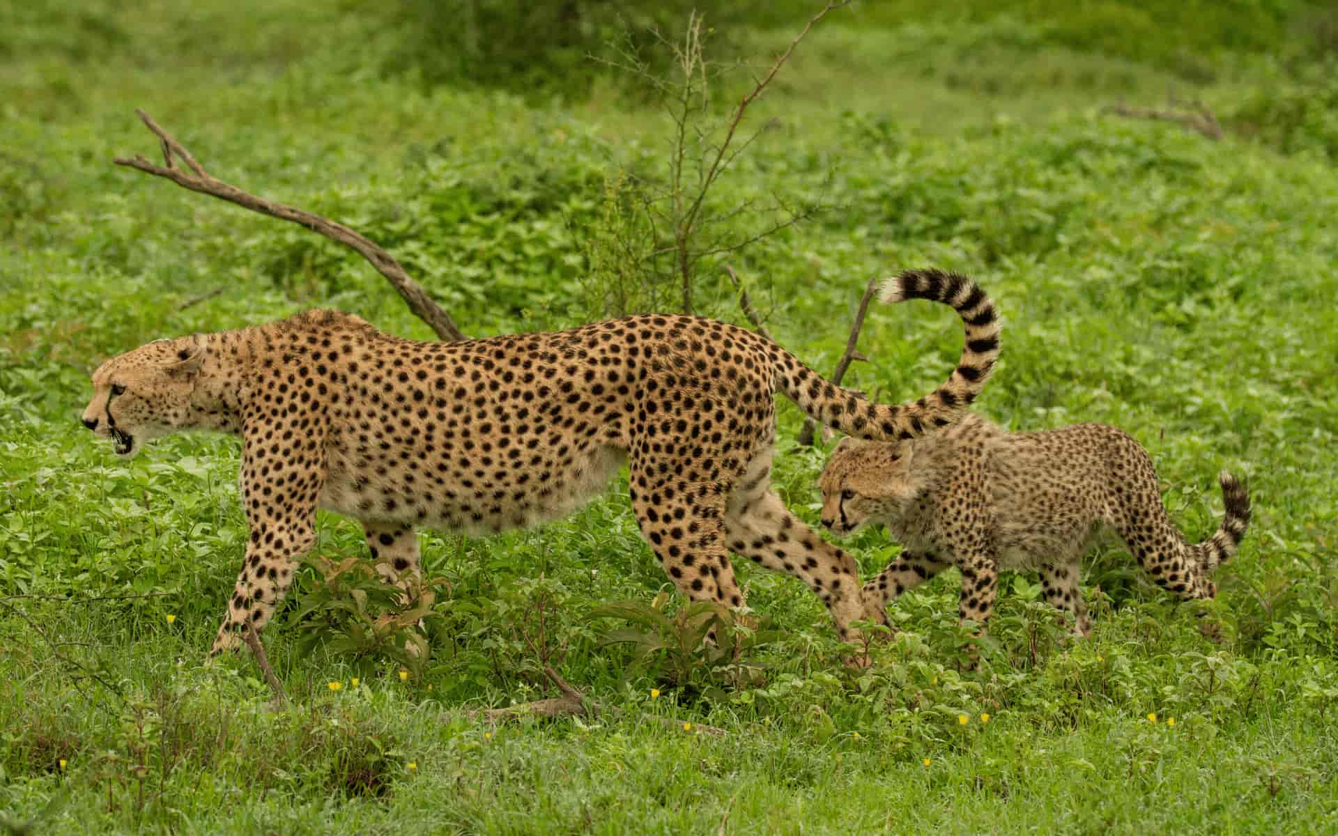 Transboundary Corridor Atlas for the Southern Kenya–Northern Tanzania (SOKNOT) Landscape 